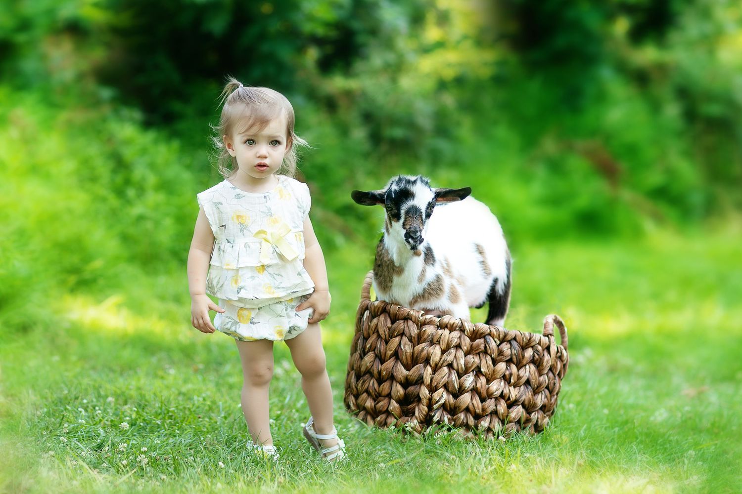 A black and white baby goat sits in a woven basket while a small child stands nearby.