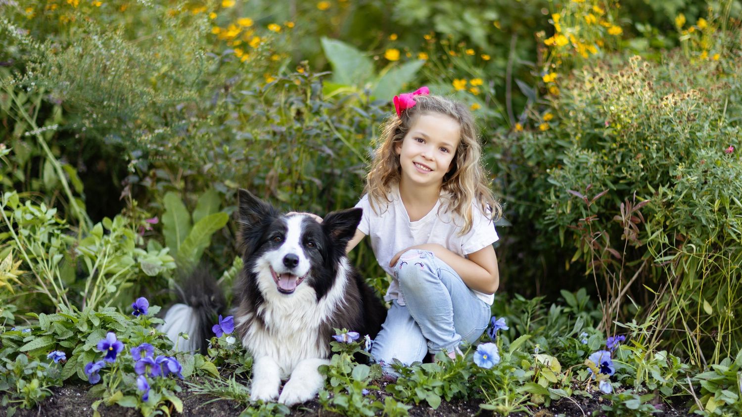 Border collie dog sits among colorful wildflowers in summer garden.