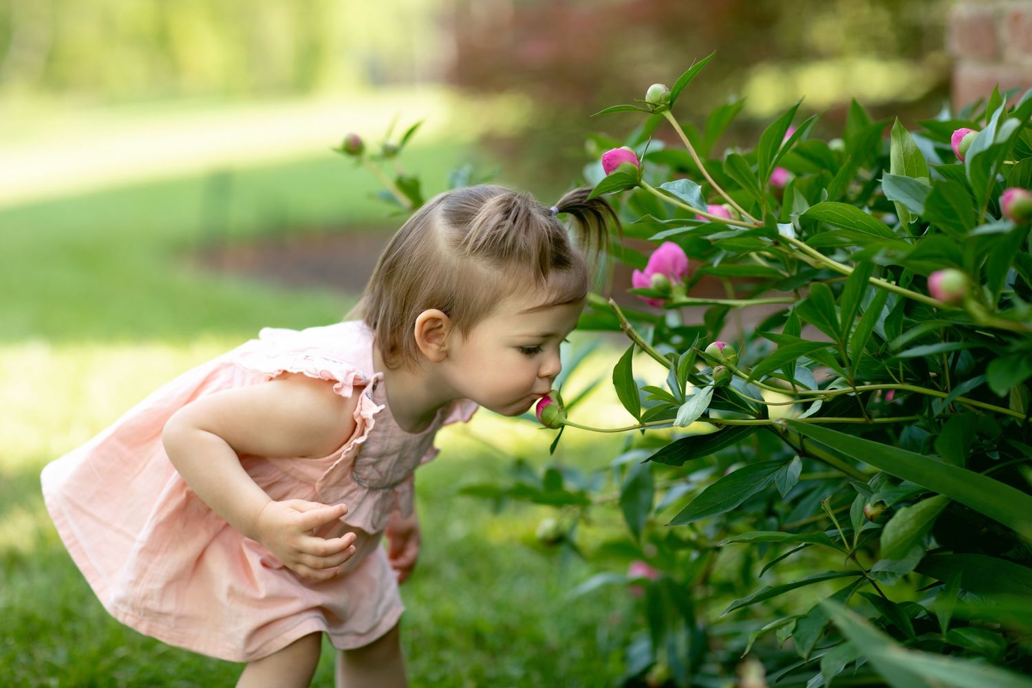 A child in pink explores flowering bushes in a garden setting.