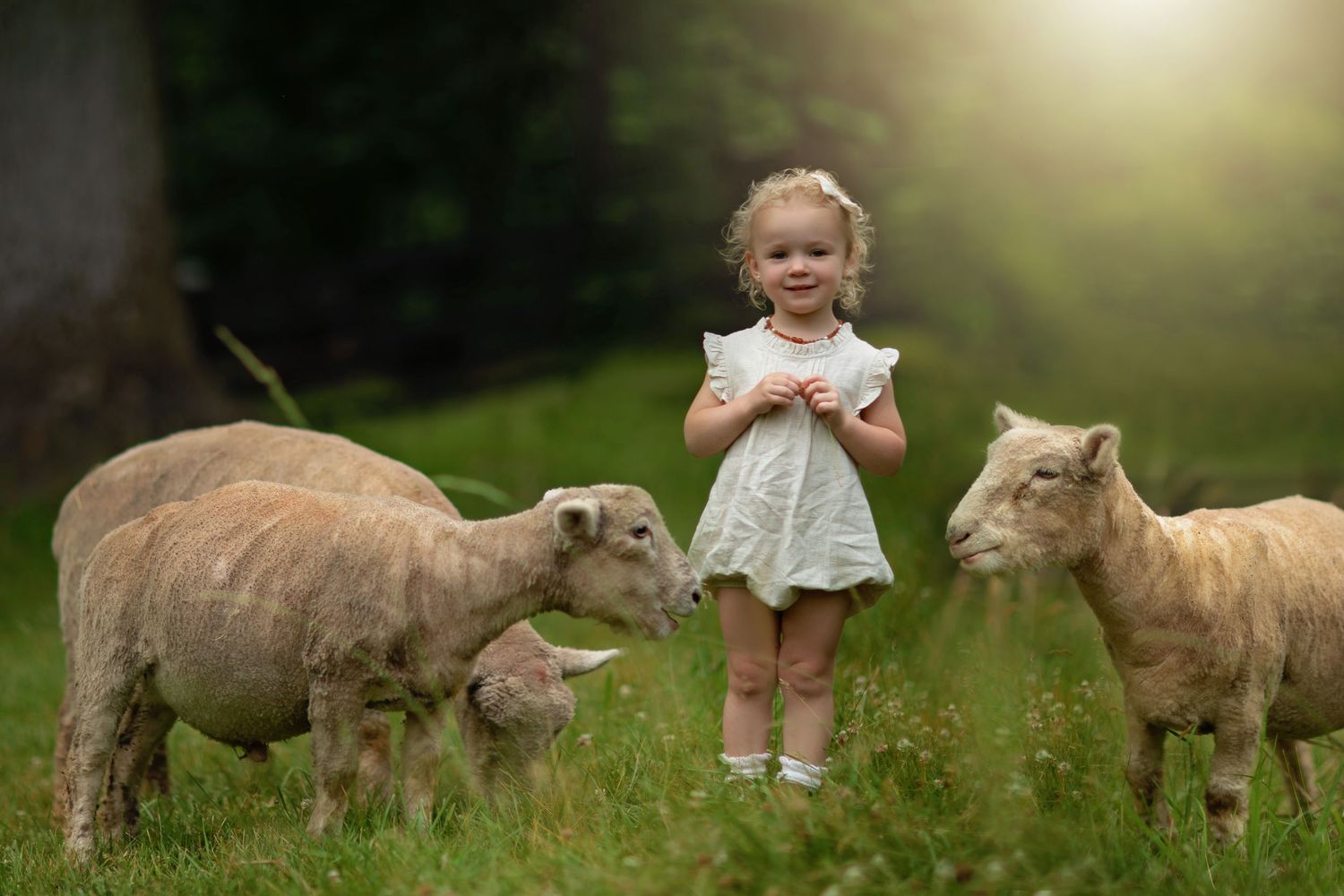 Three young lambs gather around a small child in a white dress in a sunlit meadow.