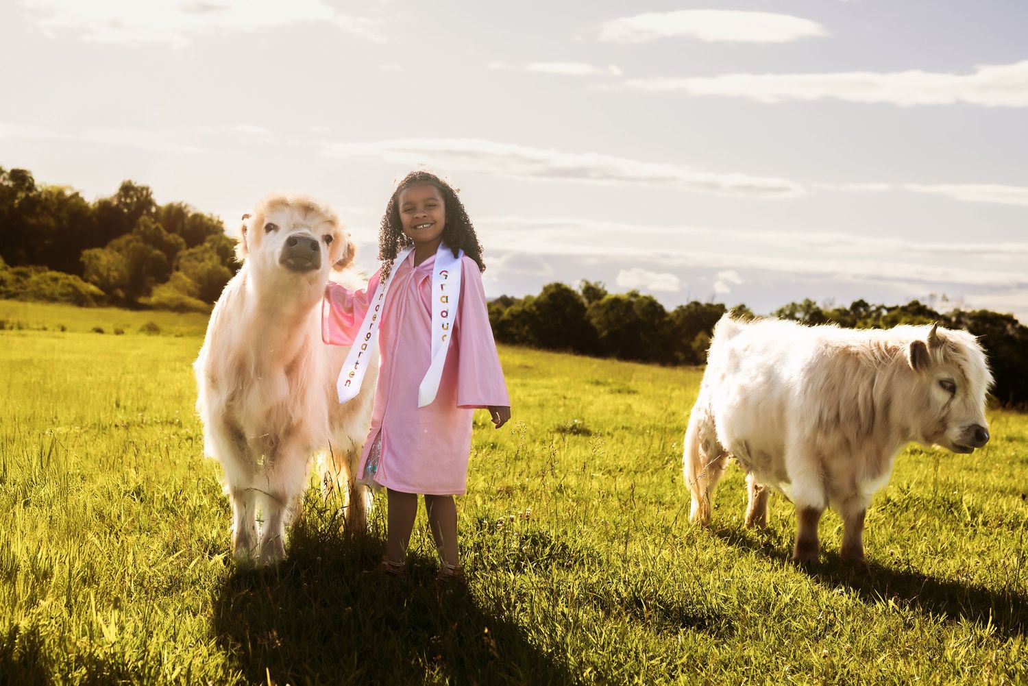 White fluffy sheep grazing in sunny meadow during golden hour.