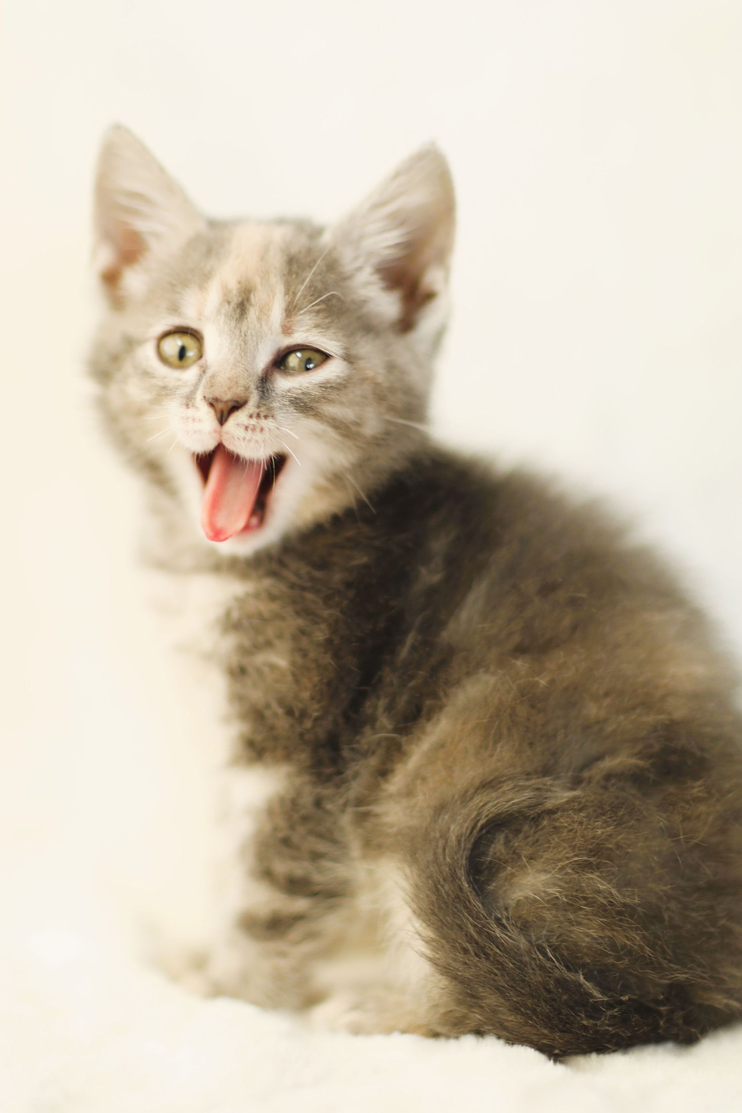 Gray kitten with open mouth meowing against white background.