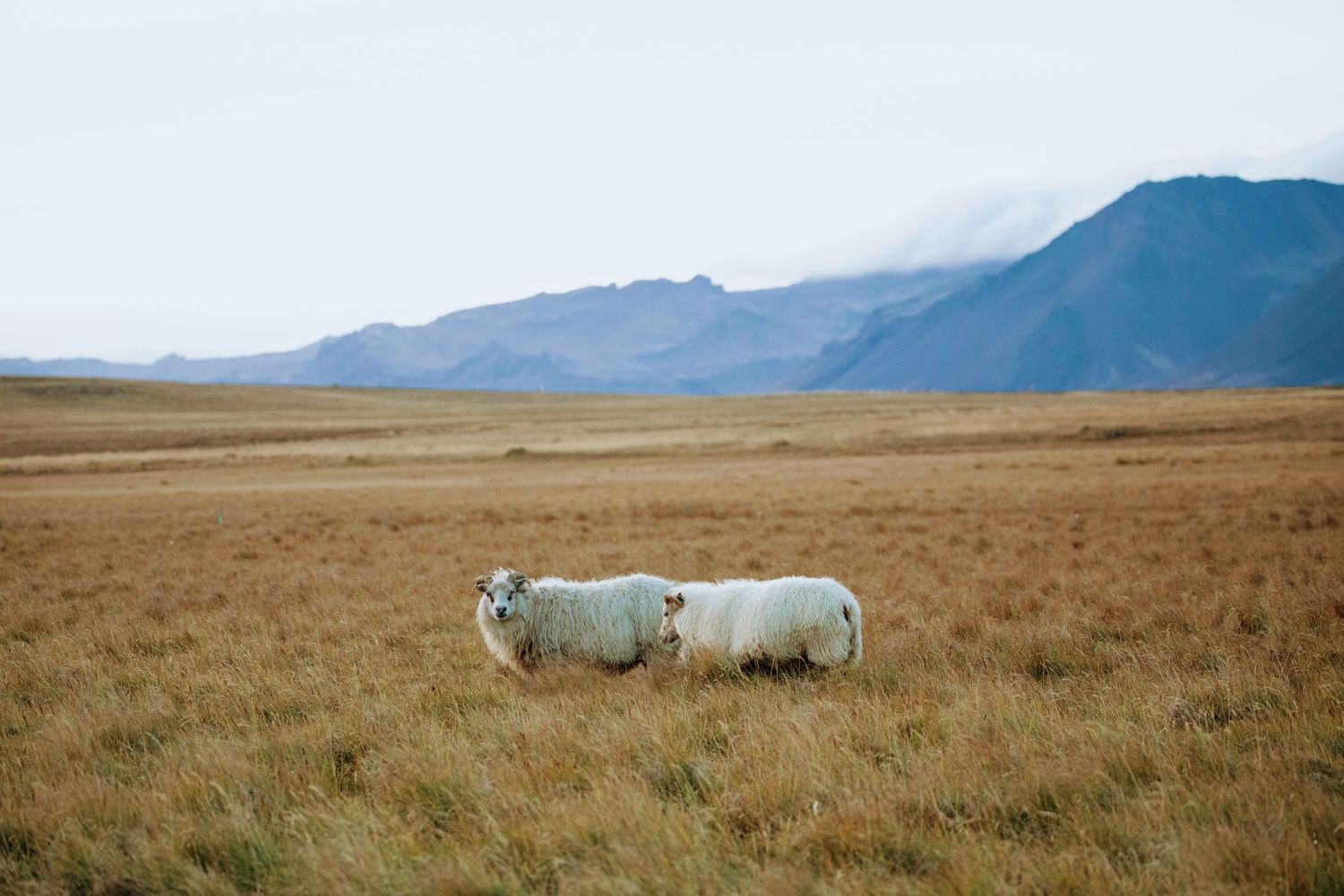 Two sheep grazing in a vast grassland with mountains in the background.