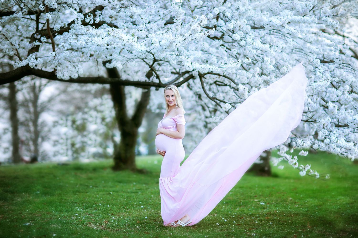 Cherry blossoms bloom against a snowy winter landscape in a serene garden setting.