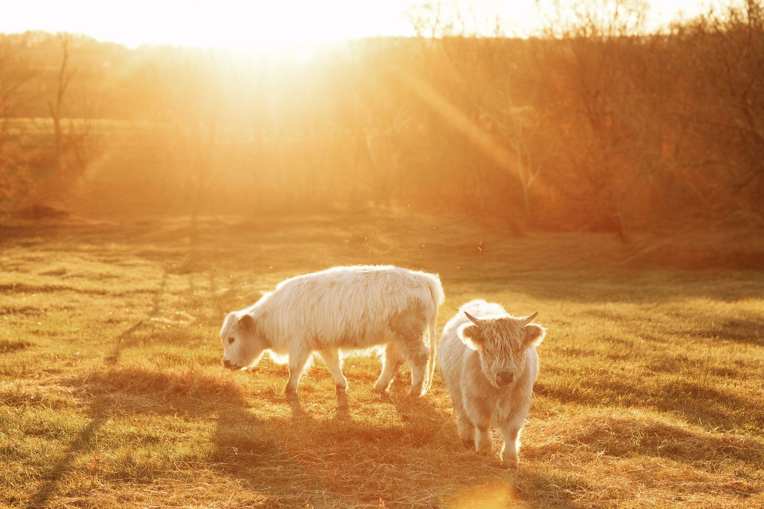 Two white sheep grazing in a golden sunlit meadow during sunset.