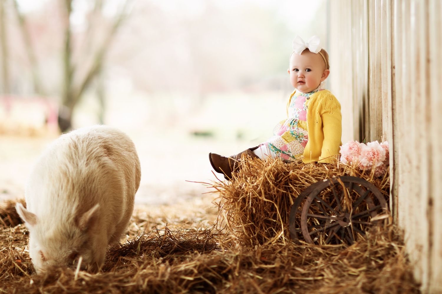 A curious pig approaches while someone sits on hay bales in a barn.