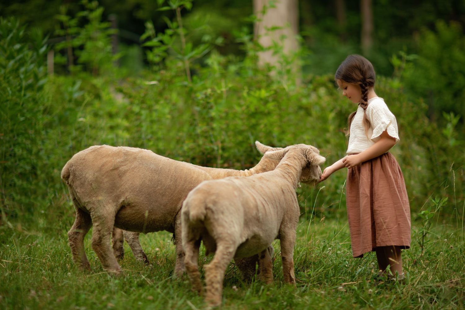 Young sheep being fed in a lush green meadow on a summer day.