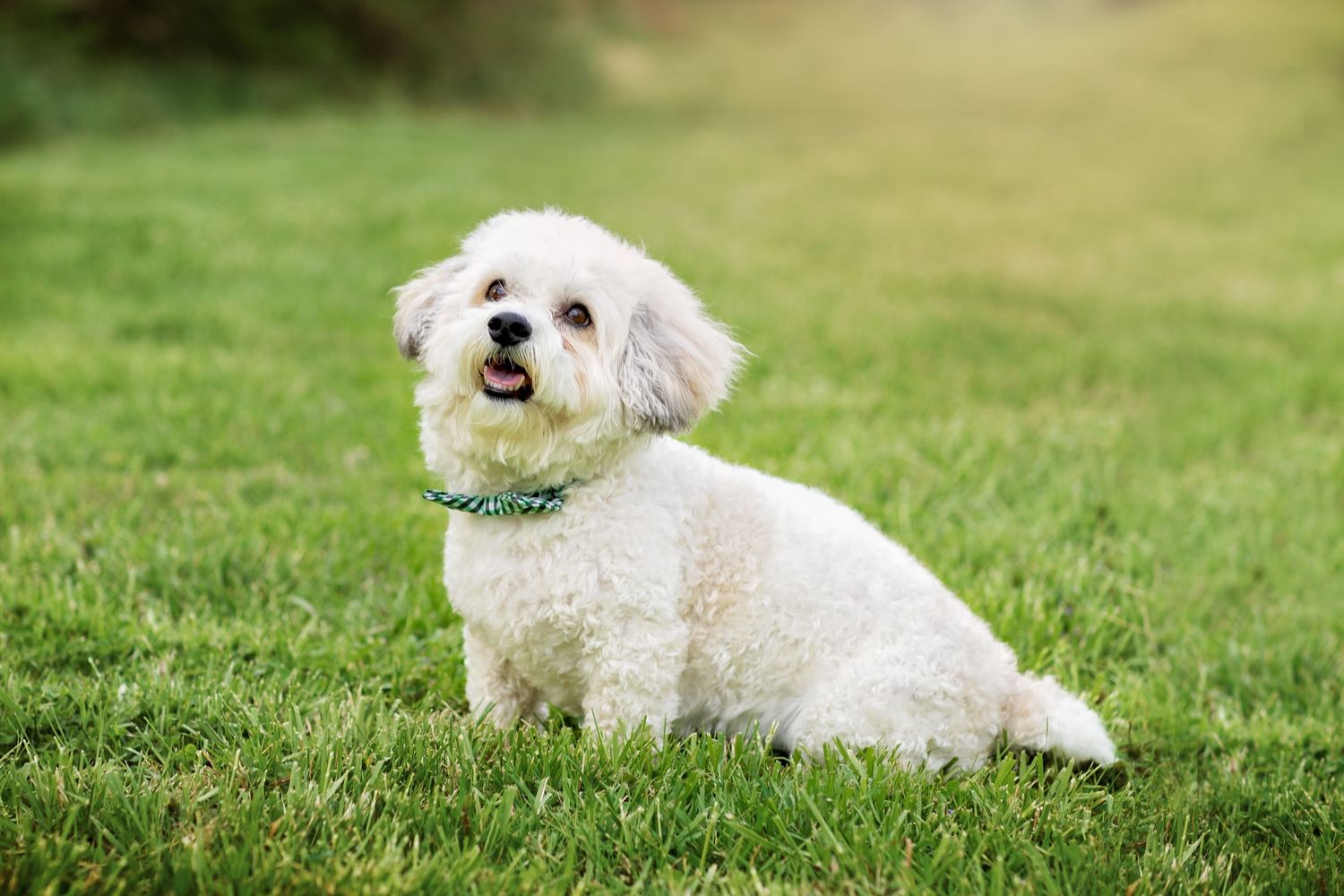 A fluffy white Bichon Frise dog with a green collar sits on grass with a cheerful expression.