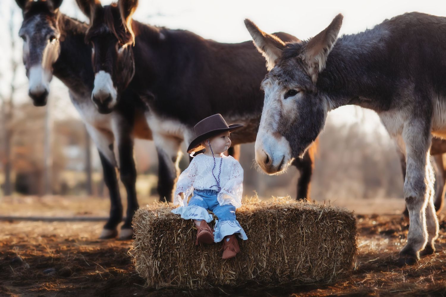 Miniature donkeys gather around a hay bale in a barnyard setting.
