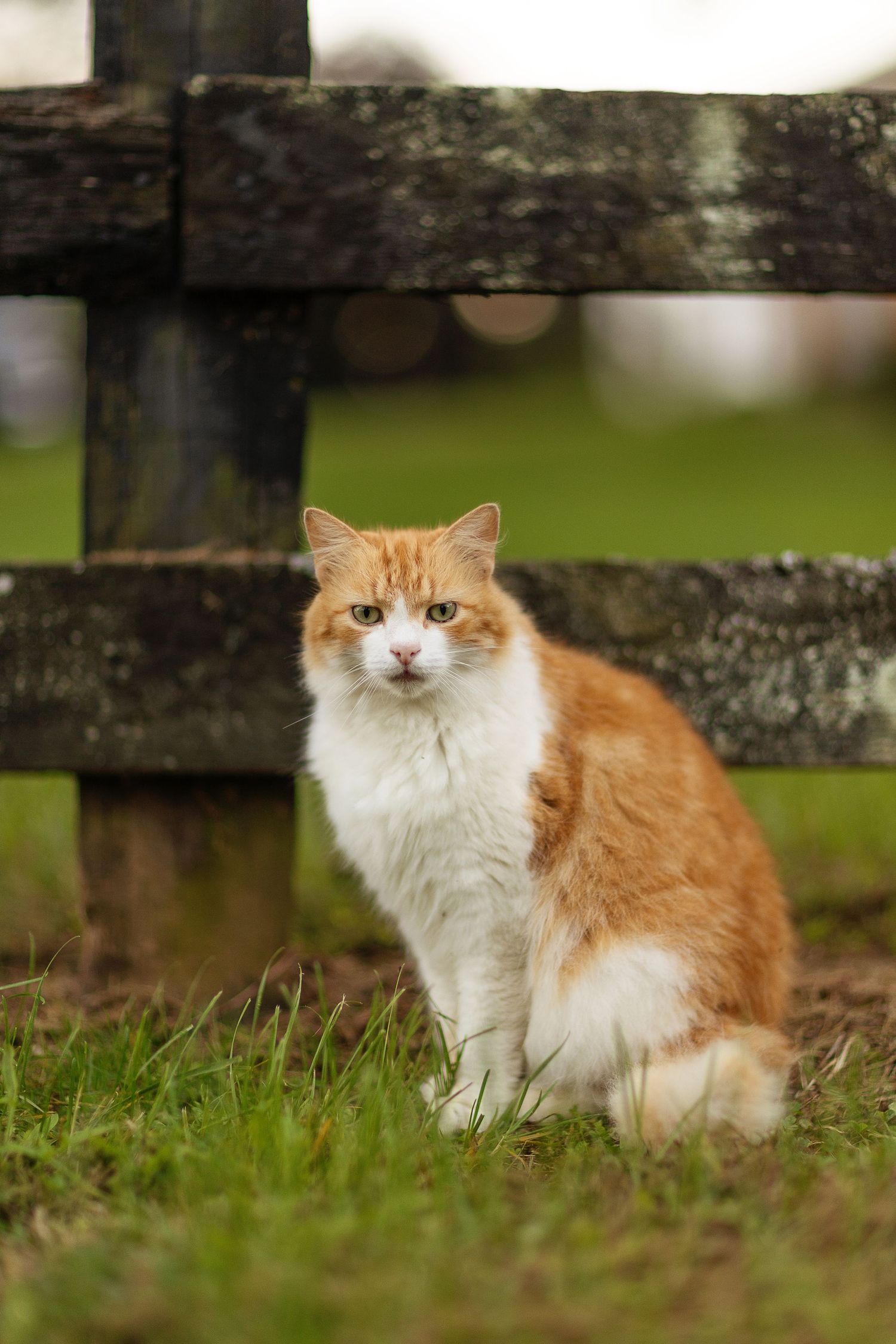 Orange and white fluffy cat sitting in grass near wooden fence.