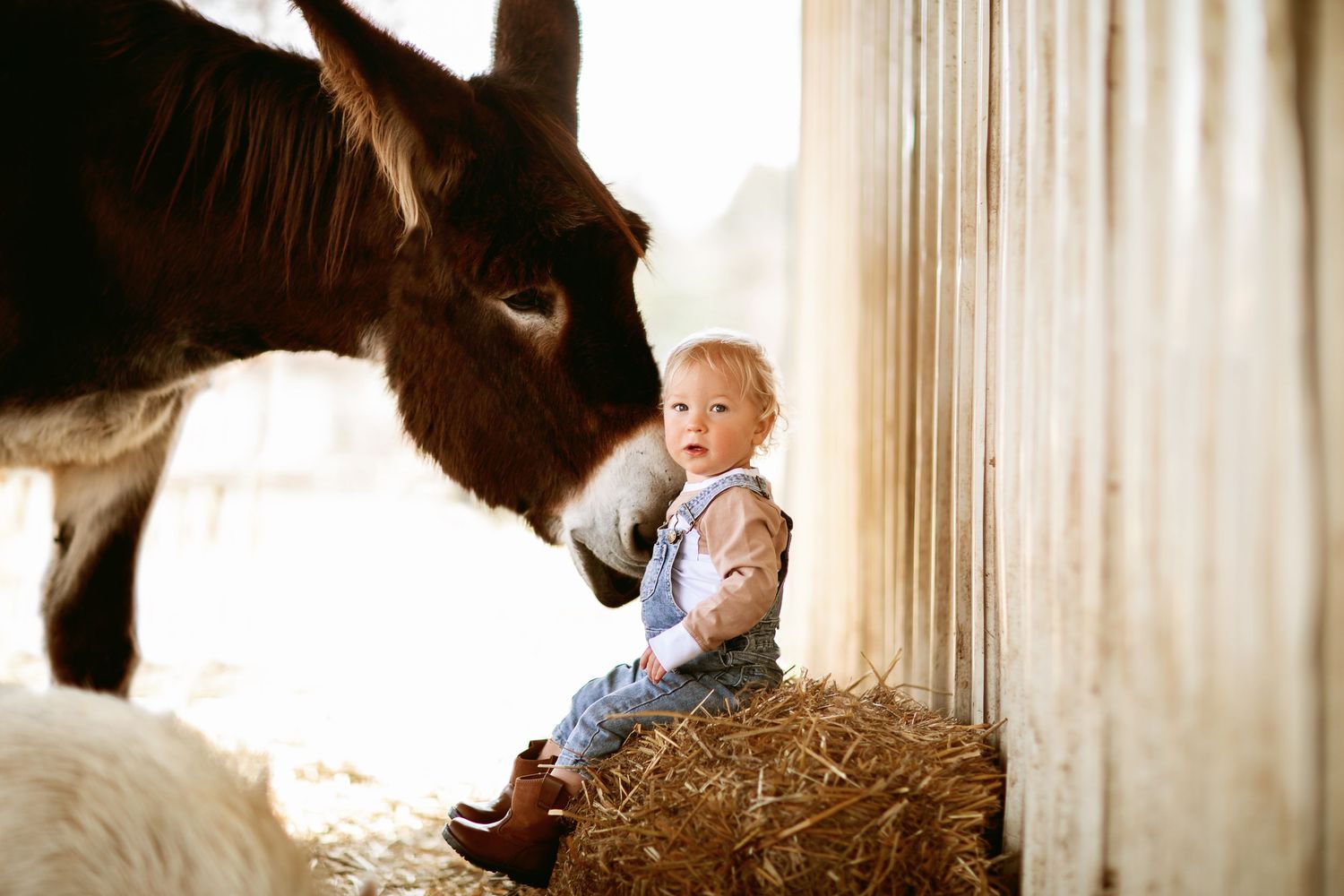 A horse and a small child interact in a gentle indoor setting with soft lighting.