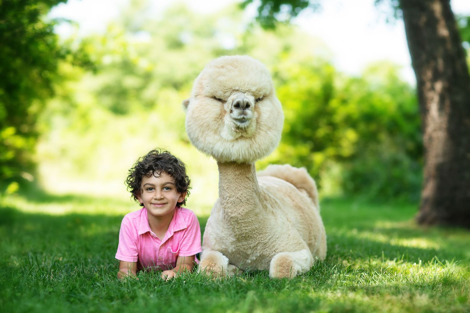 A tan alpaca rests on green grass beside someone in a pink shirt.