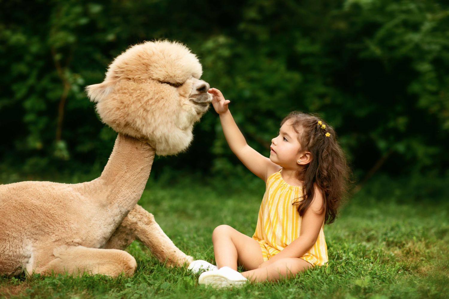 A fluffy alpaca lying in grass while being petted on a sunny day.