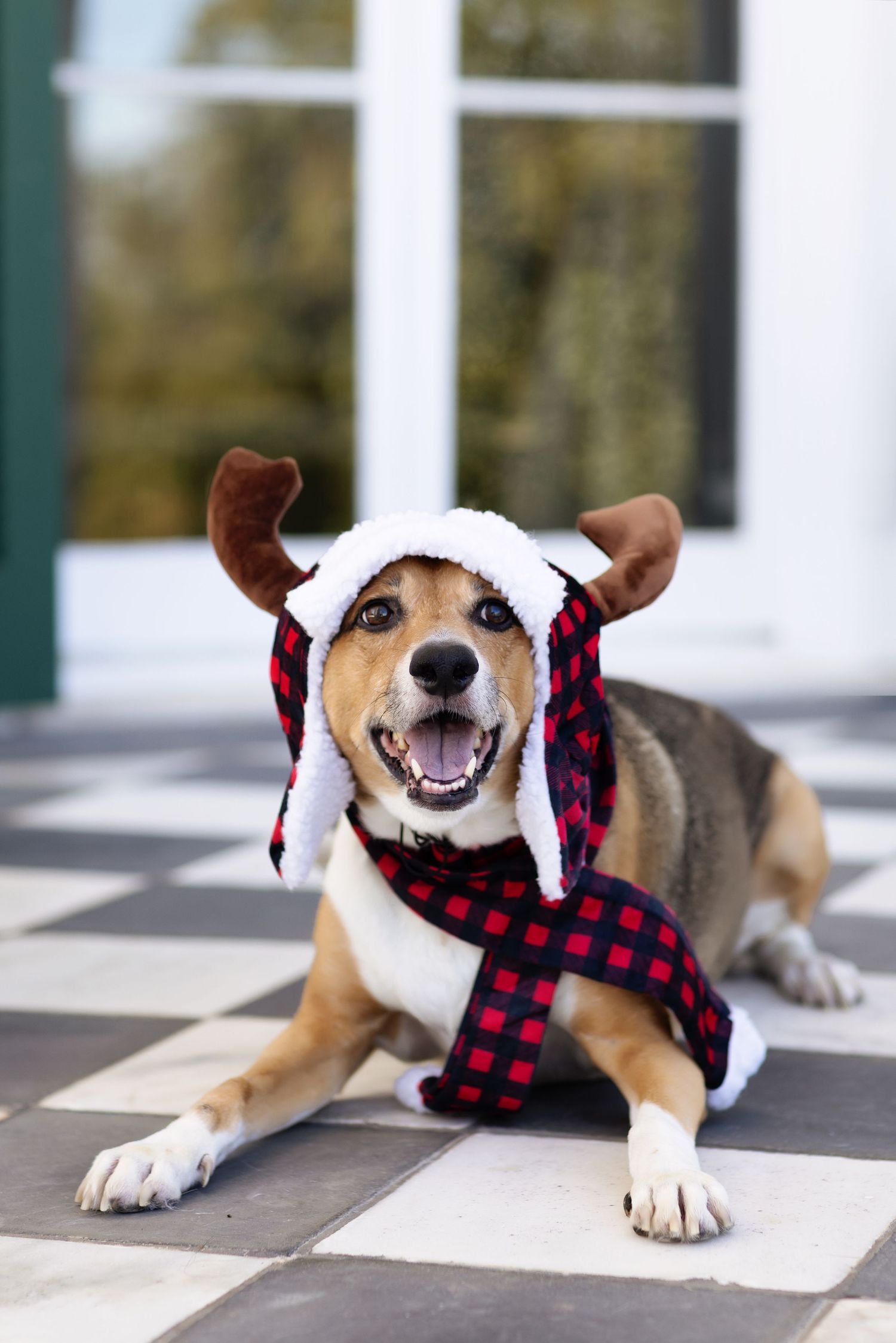 Corgi puppy wearing a red buffalo plaid scarf poses playfully on a checkered floor.