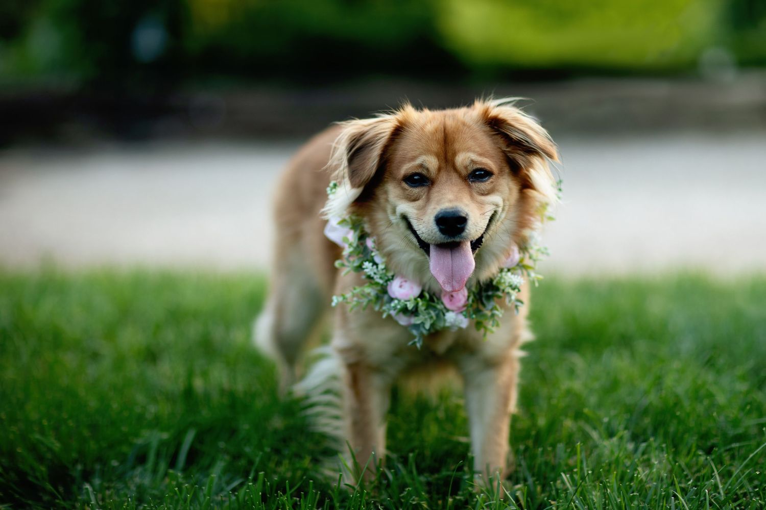 Happy dog wearing a floral wreath collar standing in green grass.
