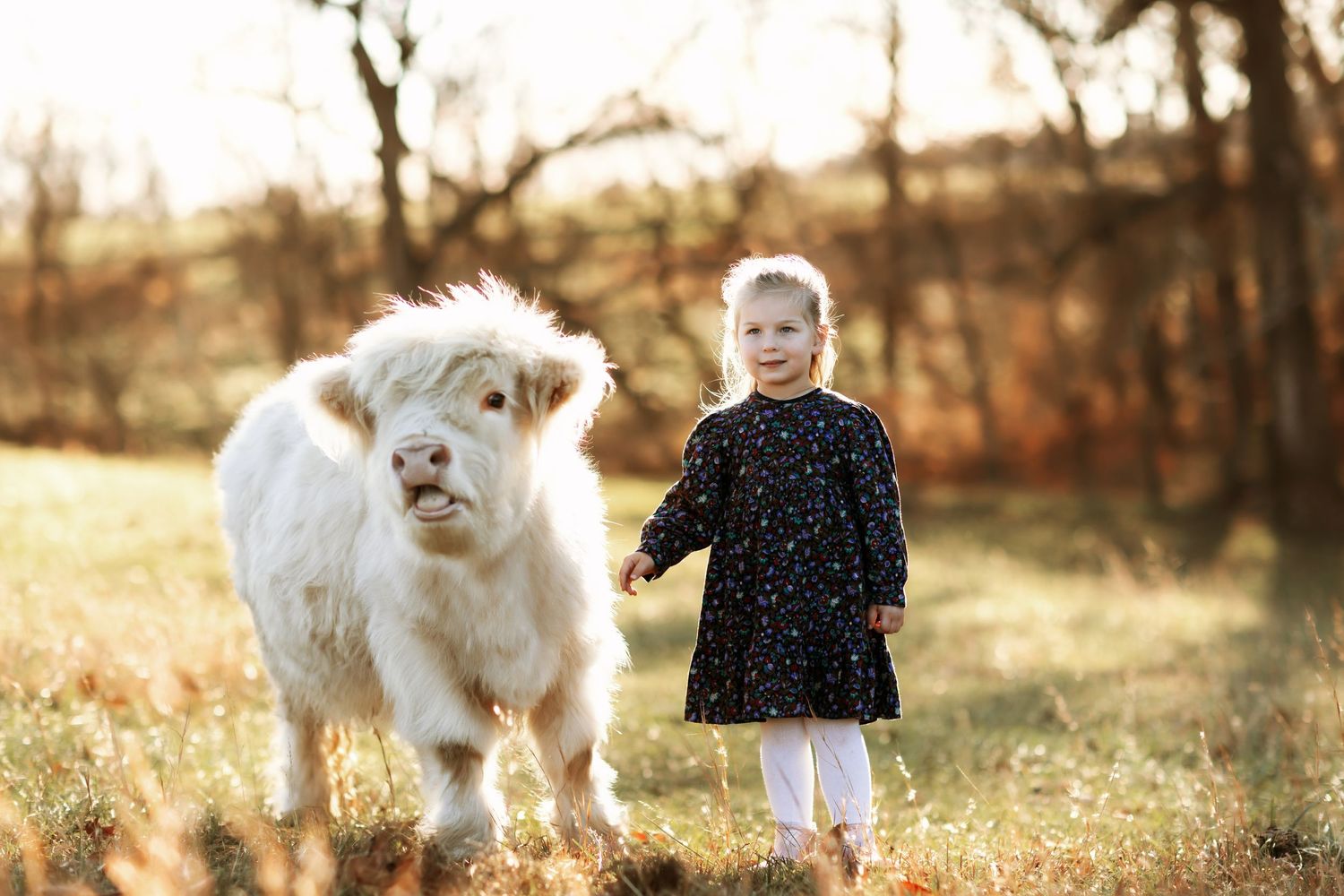 A white fluffy dog plays in an autumn field with fallen leaves and golden sunlight.