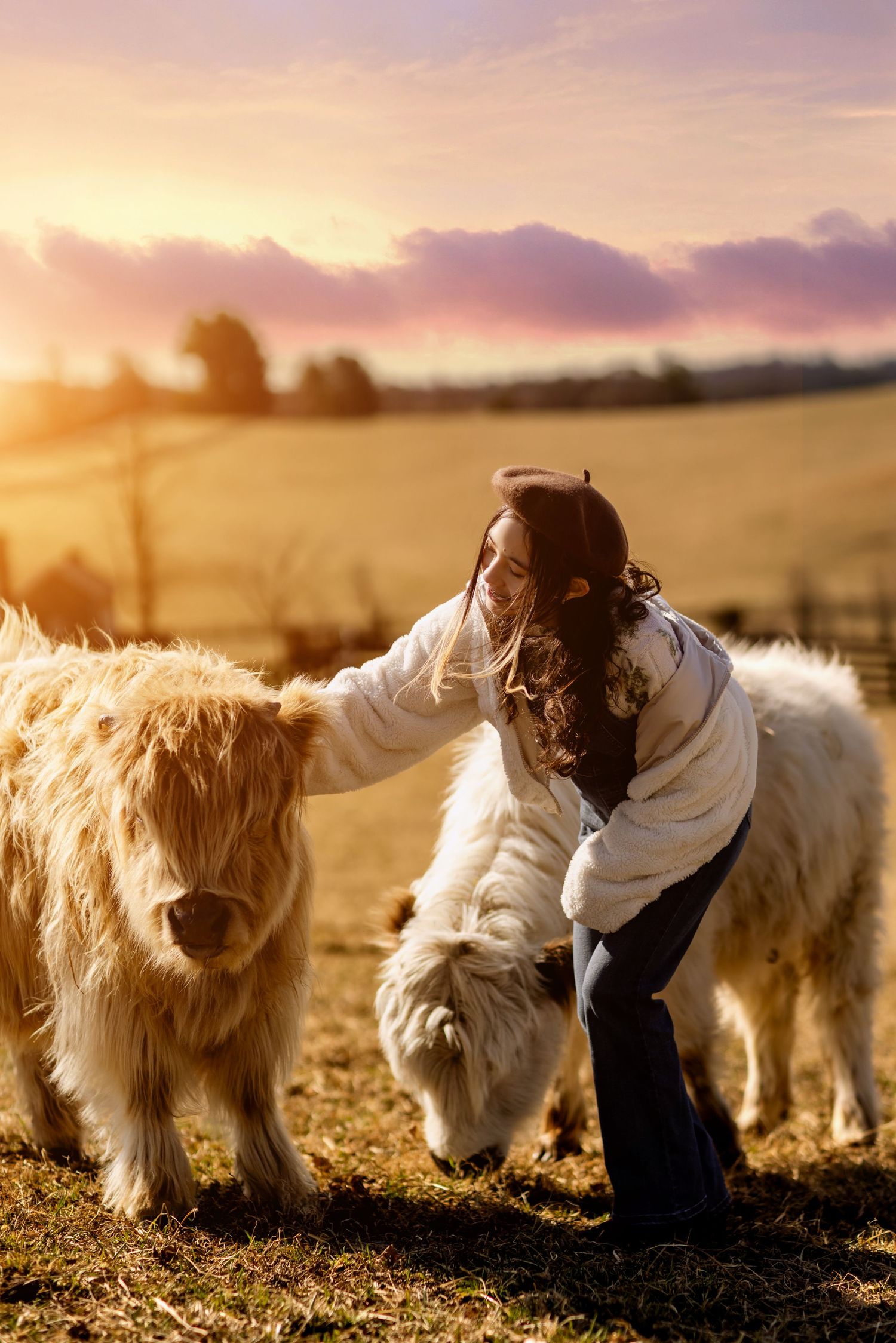 Person interacting with fluffy white dogs in a field at sunset.