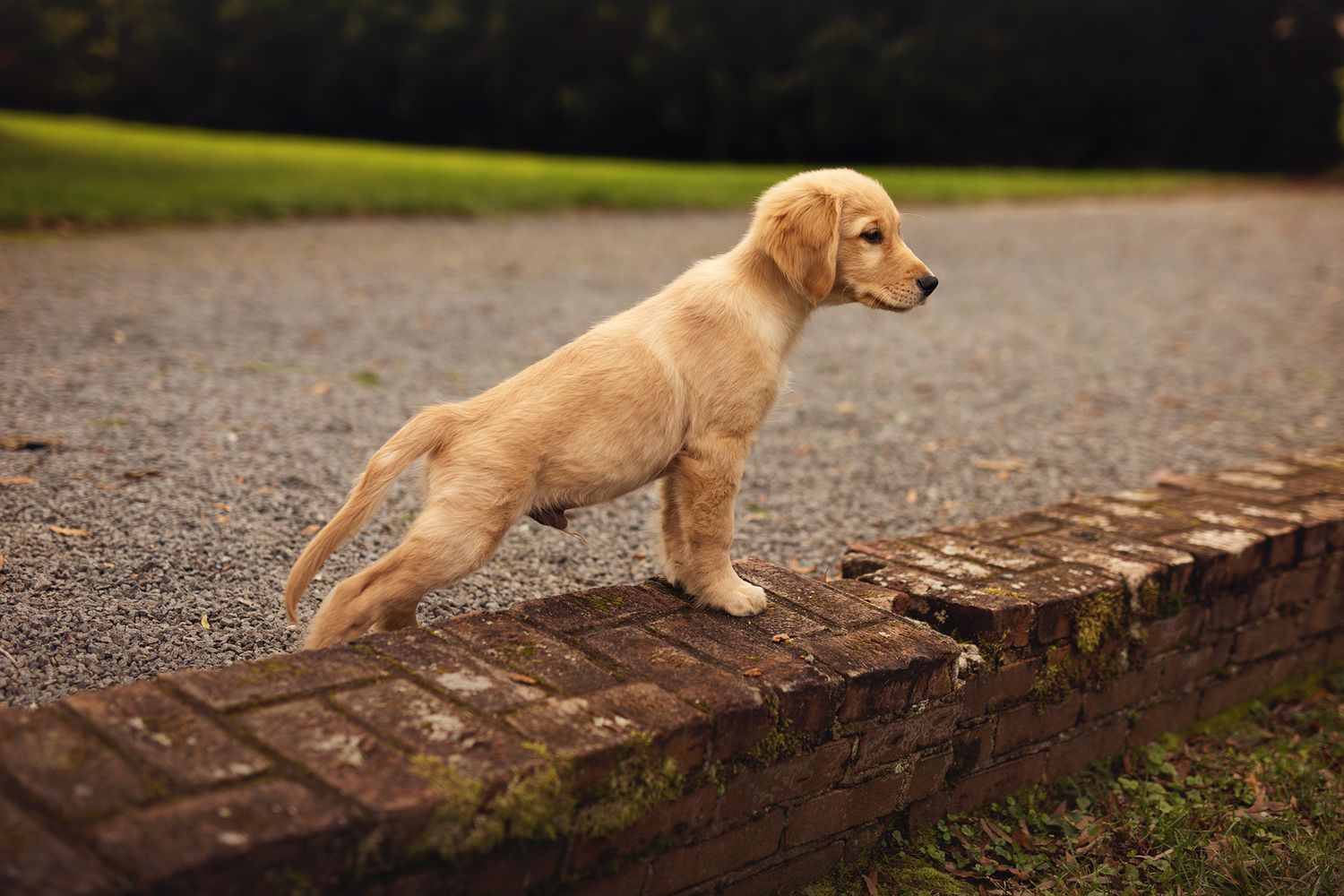 Golden retriever puppy standing alert on a brick wall in a garden.