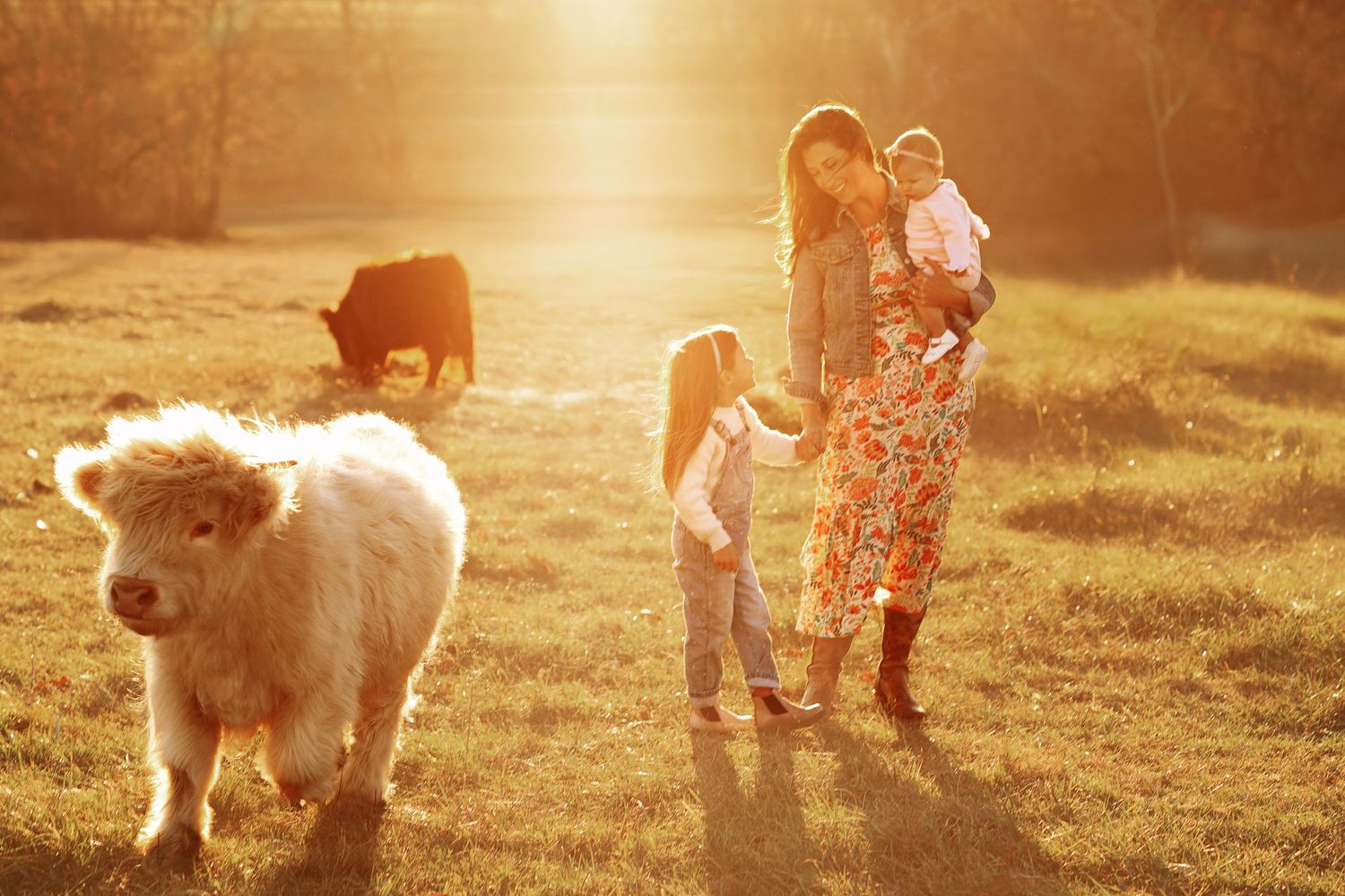 Dogs and people playing together in a sunlit field during golden hour.