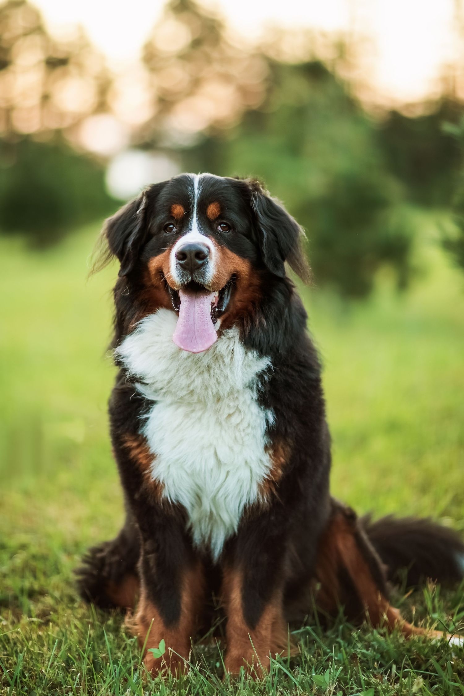 Bernese Mountain Dog lying in grass during golden hour photography session.