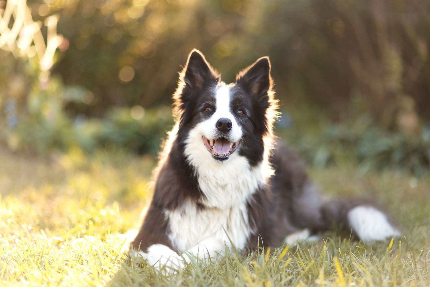 Happy border collie dogs lying in grass during golden hour photoshoot.