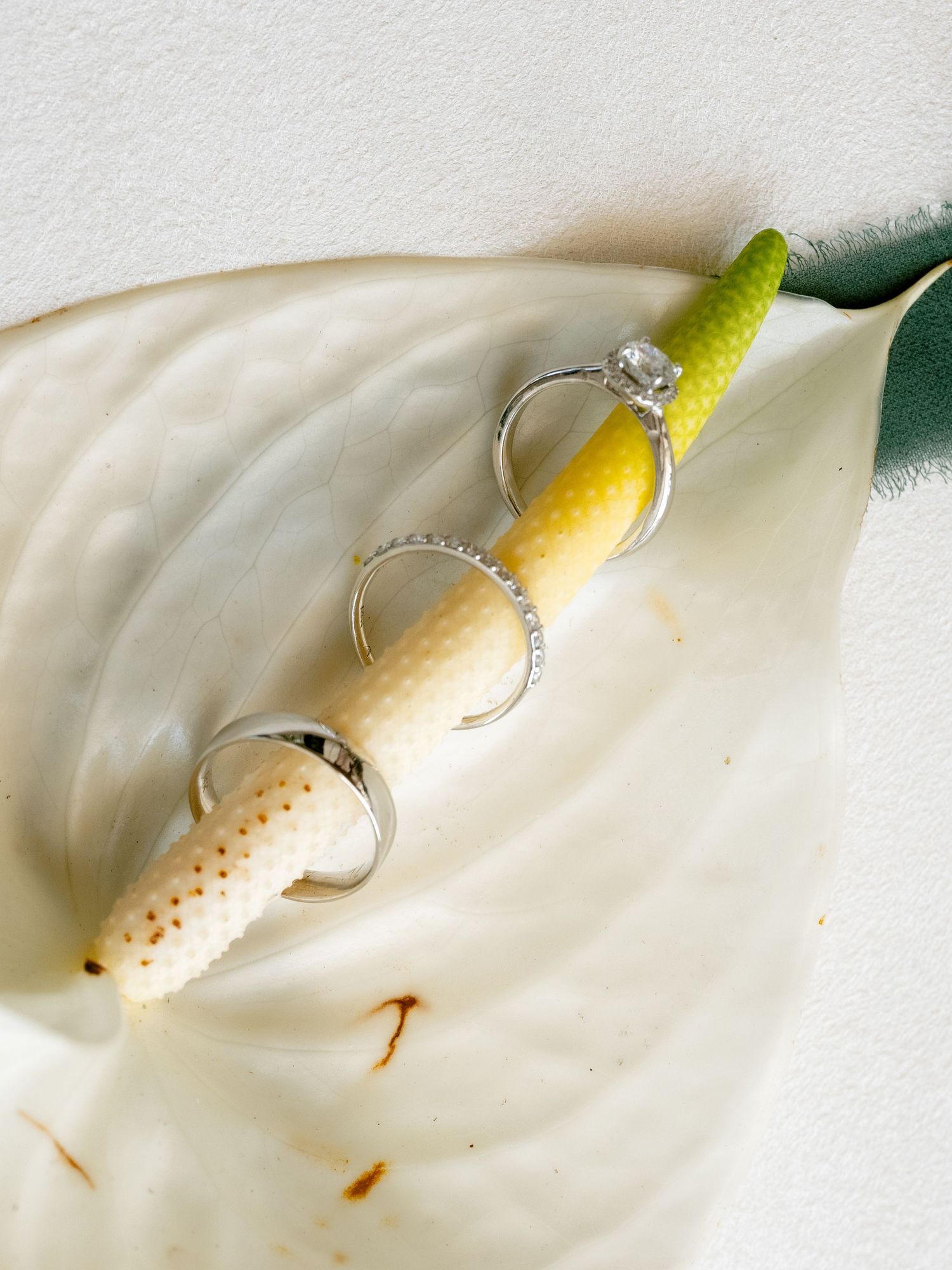 A series of close-up shots showing a delicate white calla lily flower with yellow details.