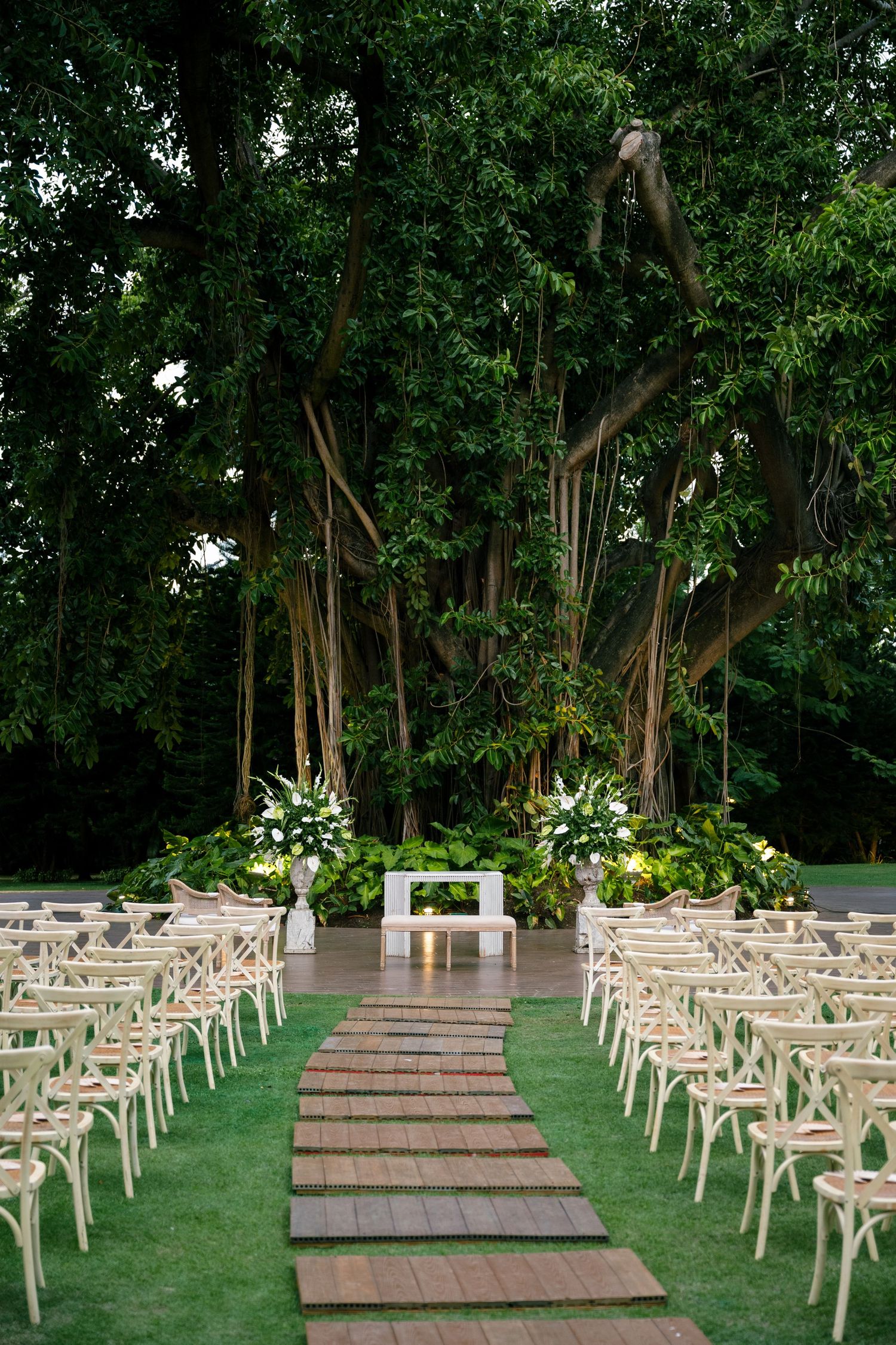 Elegant outdoor wedding ceremony setup with wooden chairs and a pathway leading to a white altar under lush banyan trees.