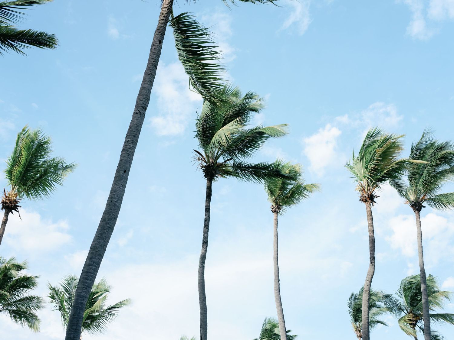 Palm trees sway in strong winds against a bright blue sky during a tropical storm or hurricane.