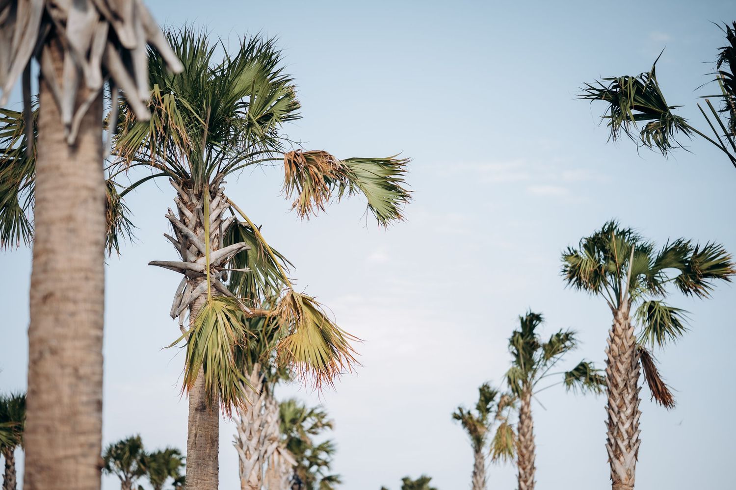 Tall palm trees sway against a clear blue sky in a tropical outdoor wedding venue setting.