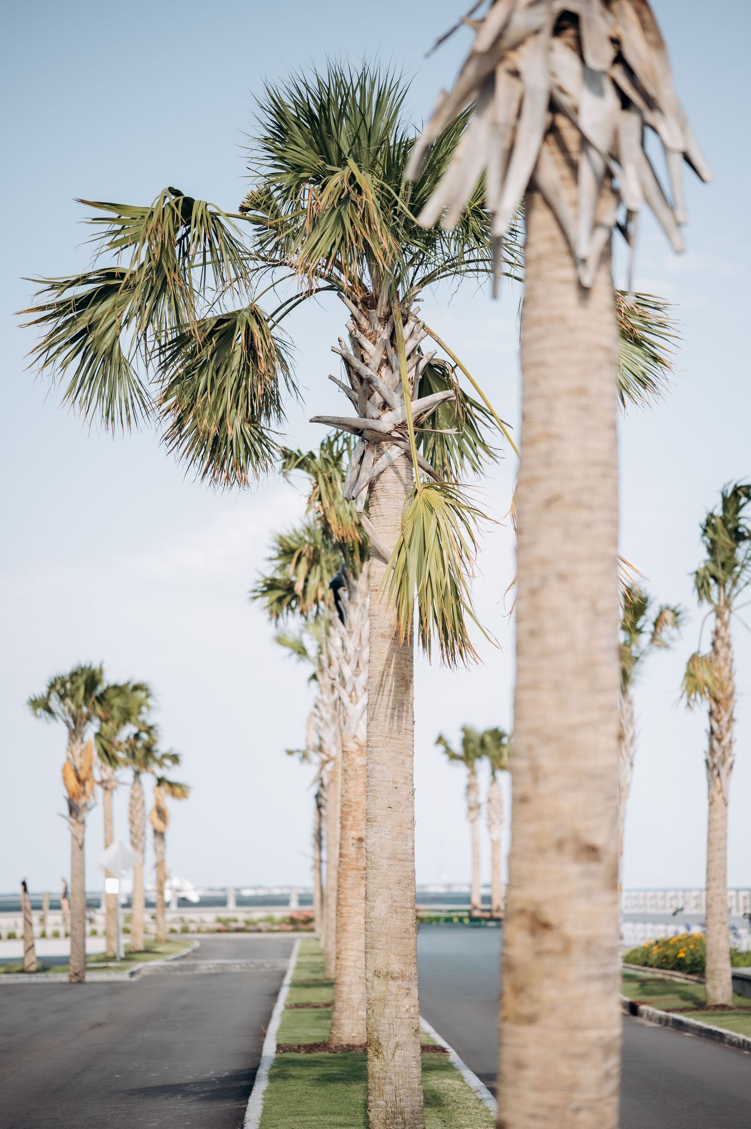 A scenic palm tree-lined road stretches toward the waterfront under a clear blue sky in a tropical coastal setting.