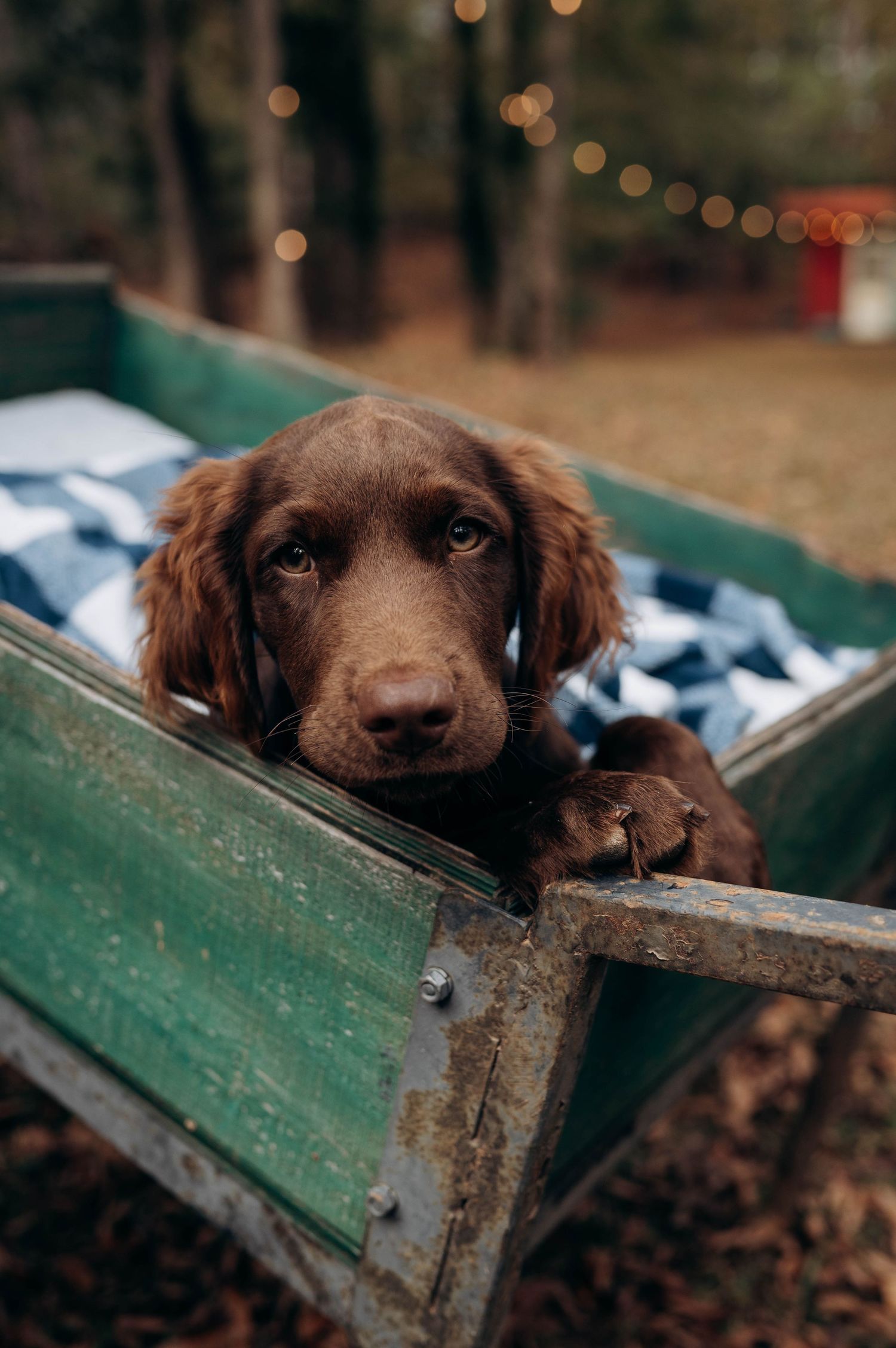 Adorable chocolate lab puppy peeks over edge of green wooden bench.
