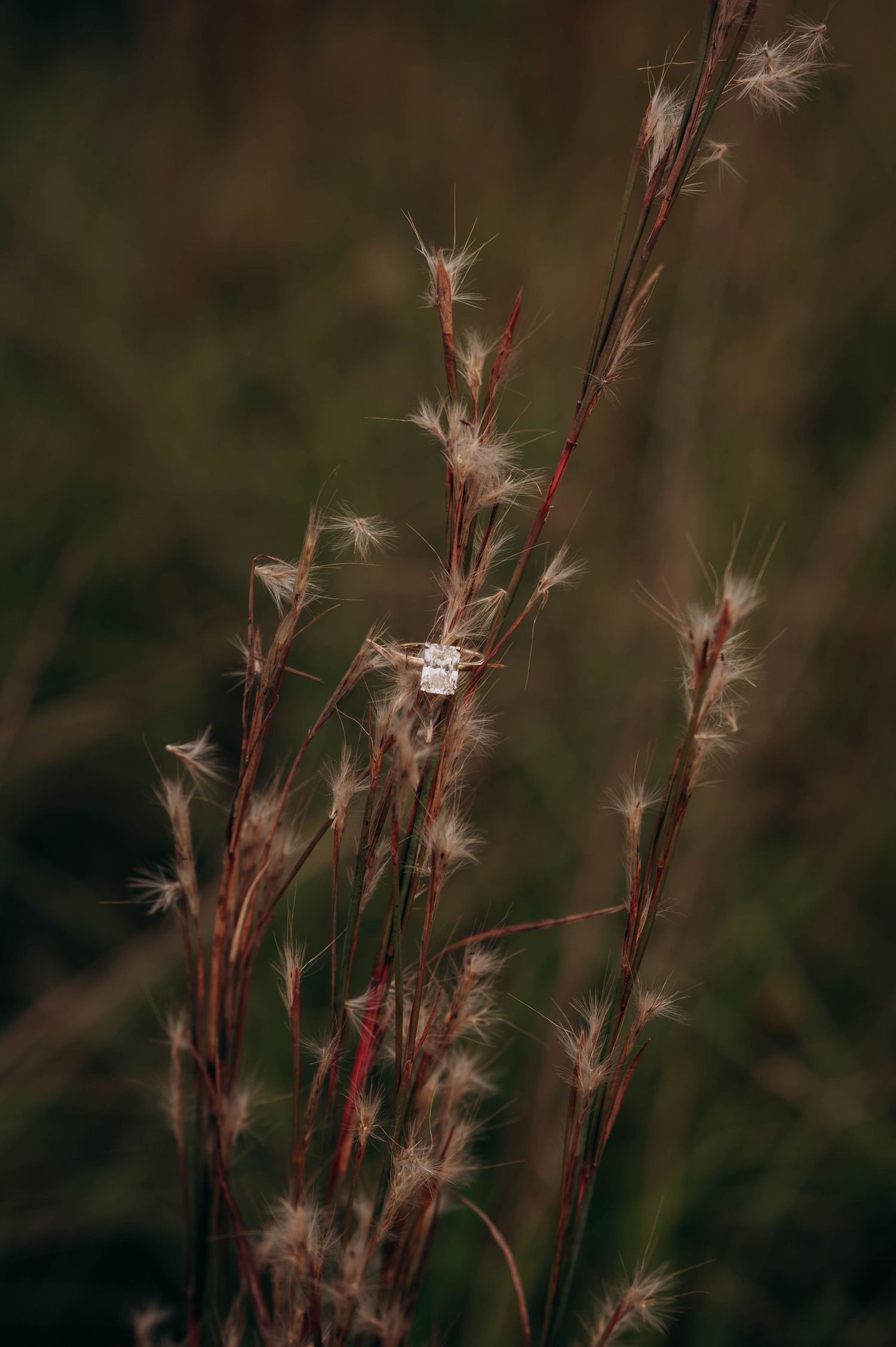 Delicate wispy grass seed heads sway against a dark blurred background in warm autumn tones.