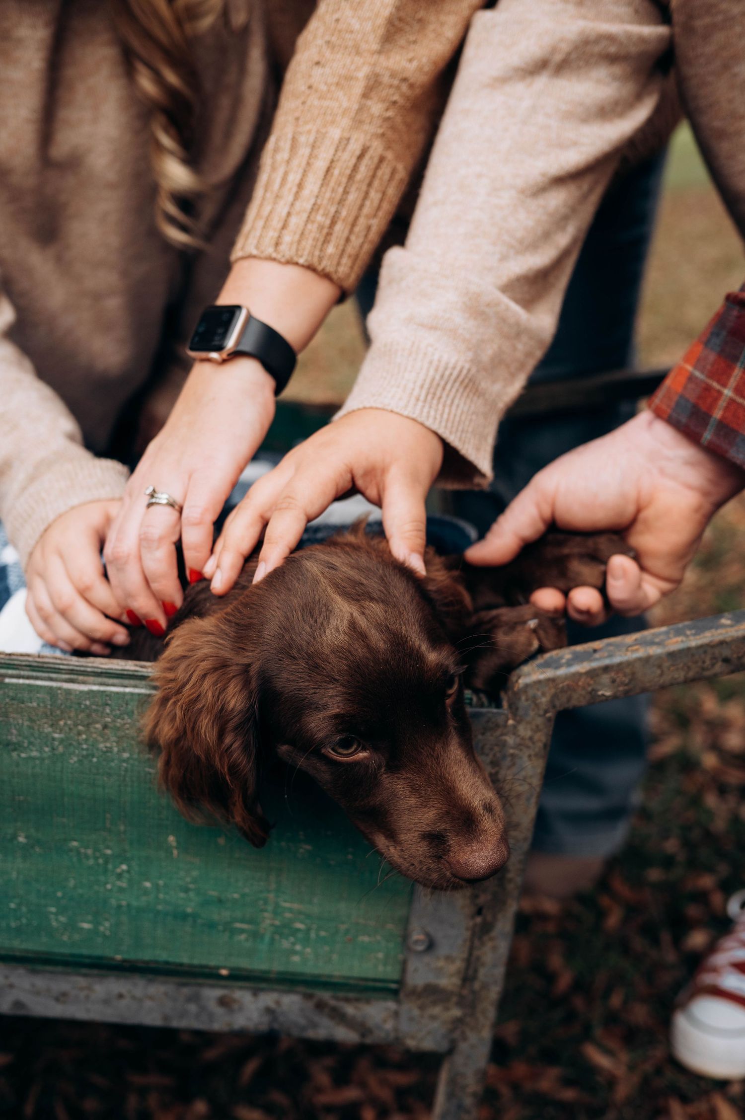 Multiple hands petting a brown puppy resting on green wooden bench.