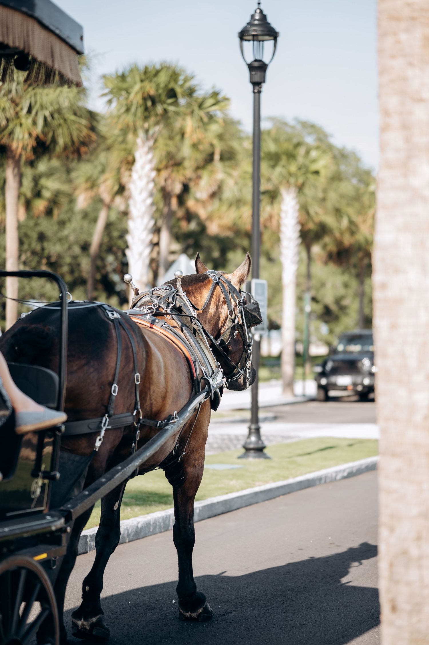 A harnessed brown horse pulling a carriage on a palm-lined street on a sunny day.