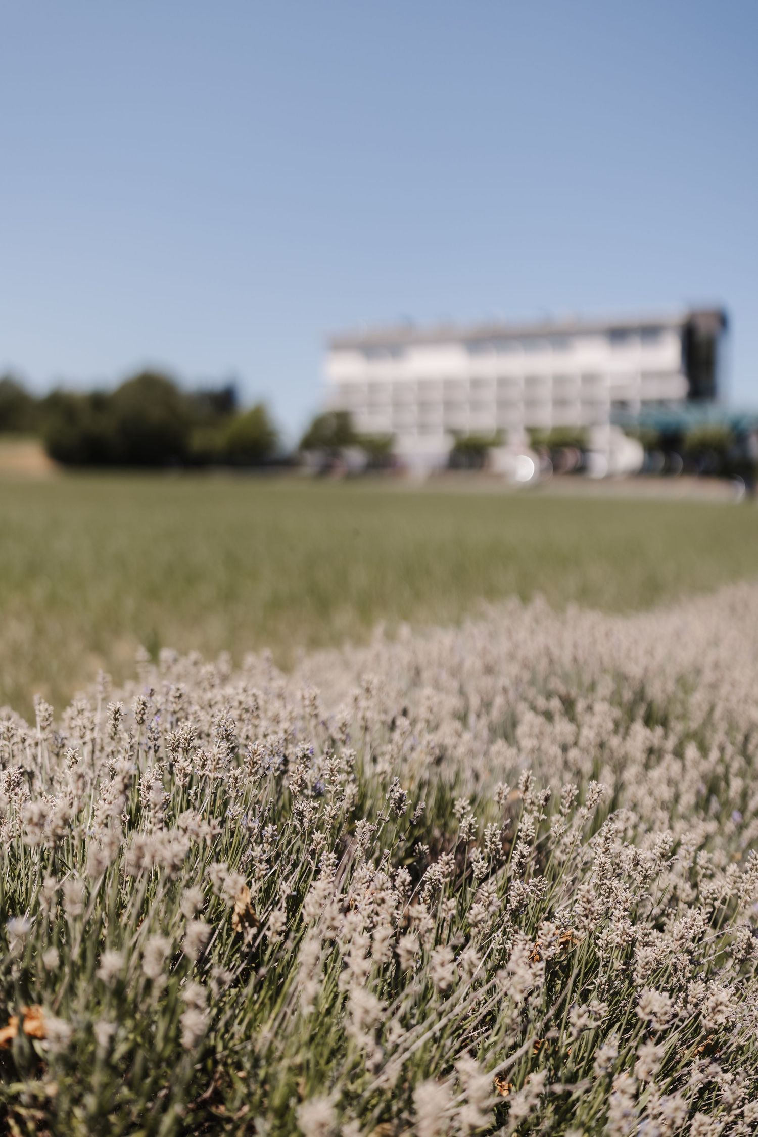 Field of lavender flowers in soft focus with a white building and blue sky in the background.