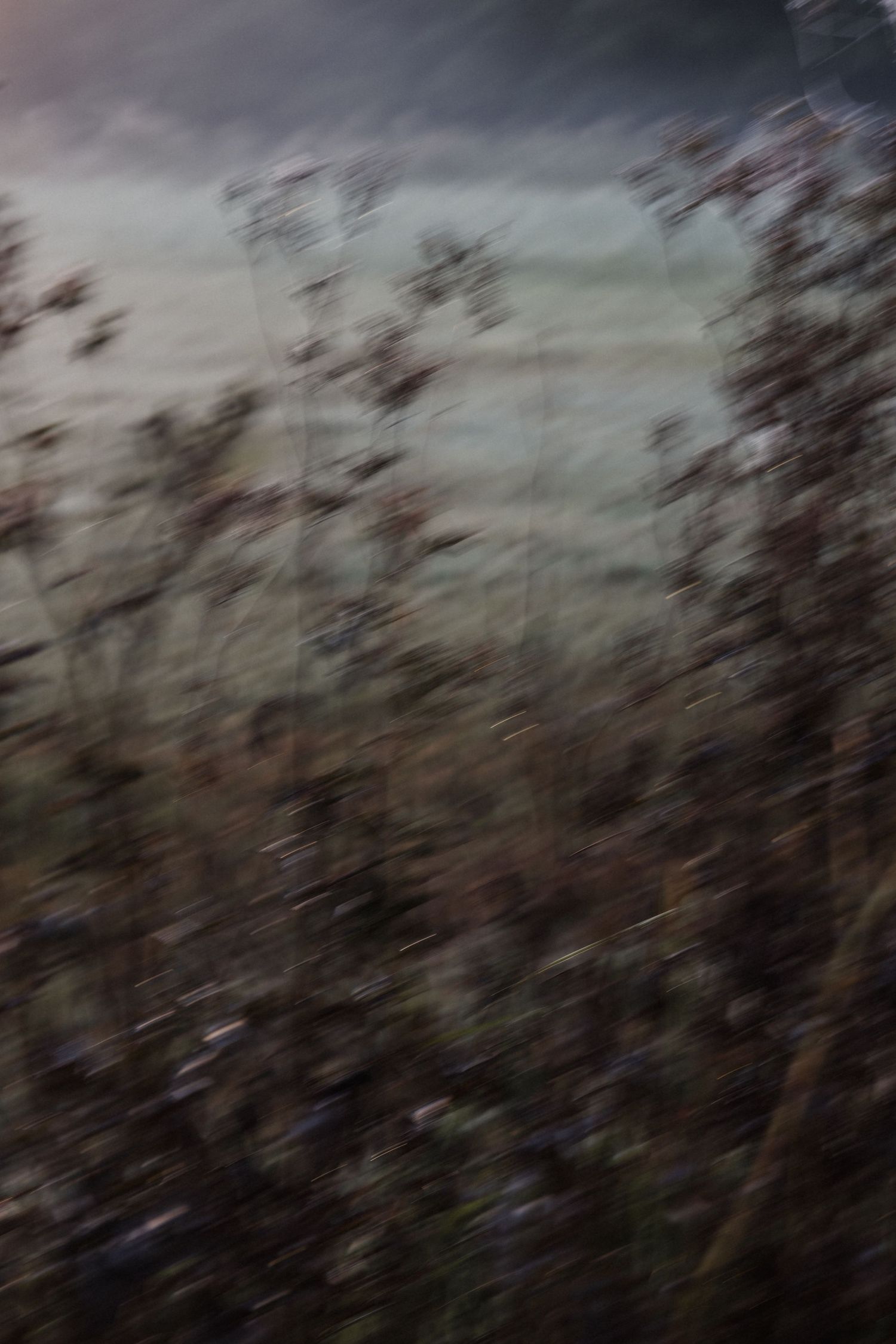 Blurred motion photograph of wild grass and branches against a dark moody sky creating an abstract nature scene.
