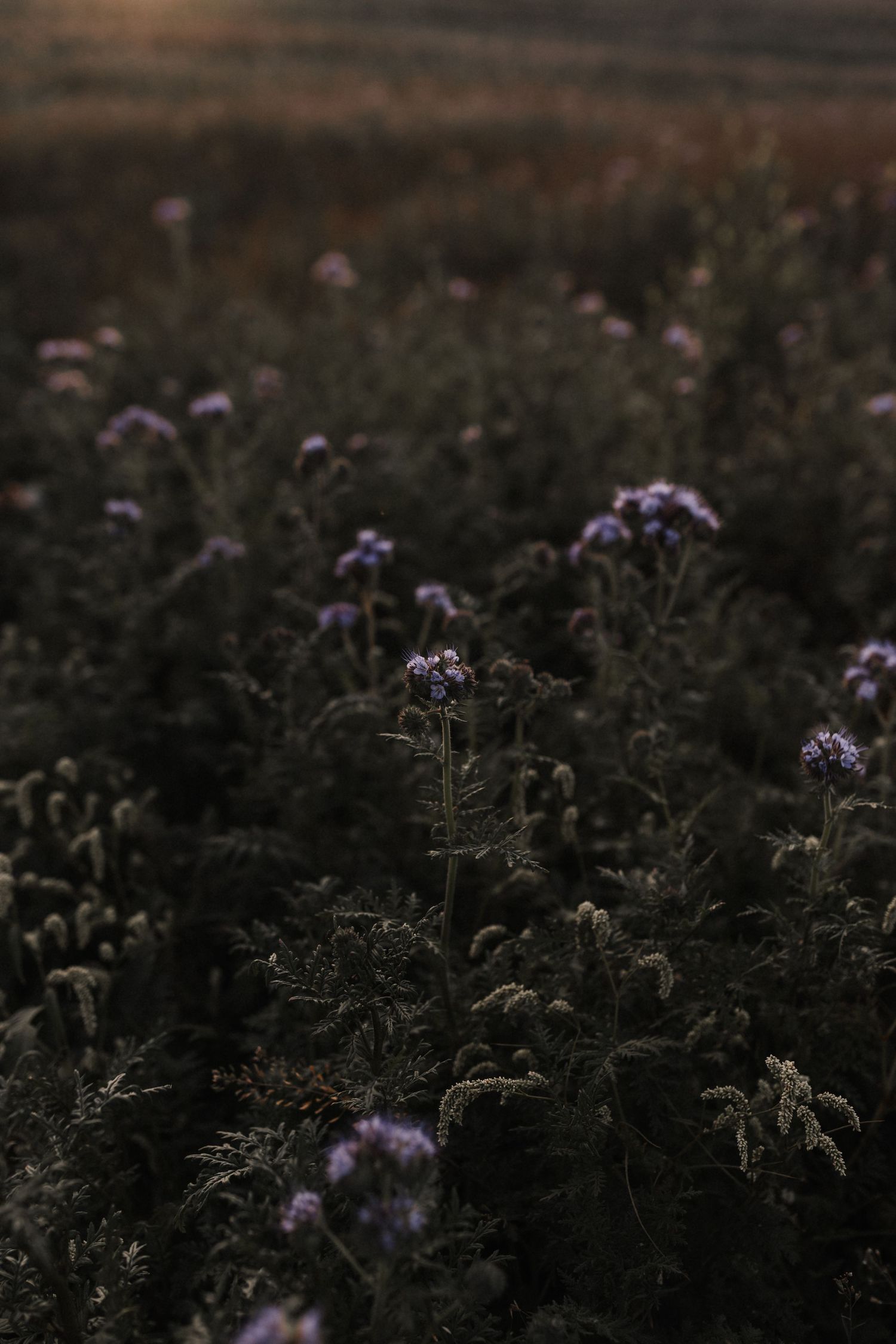 Close-up of purple wildflowers blooming in a dark moody field at dusk with soft warm light.