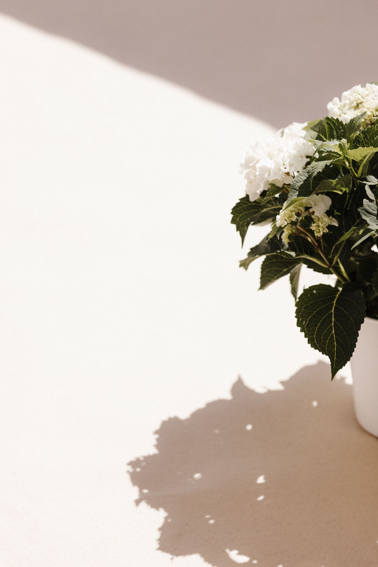 White hydrangea plant in a white pot casting a shadow on a soft beige wall in natural sunlight.