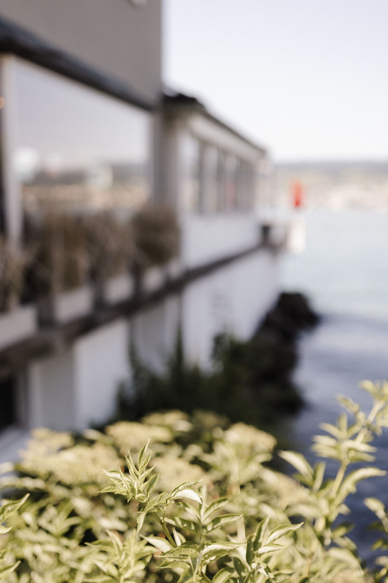 Green herbs growing in foreground with blurred white lakeside restaurant building behind.