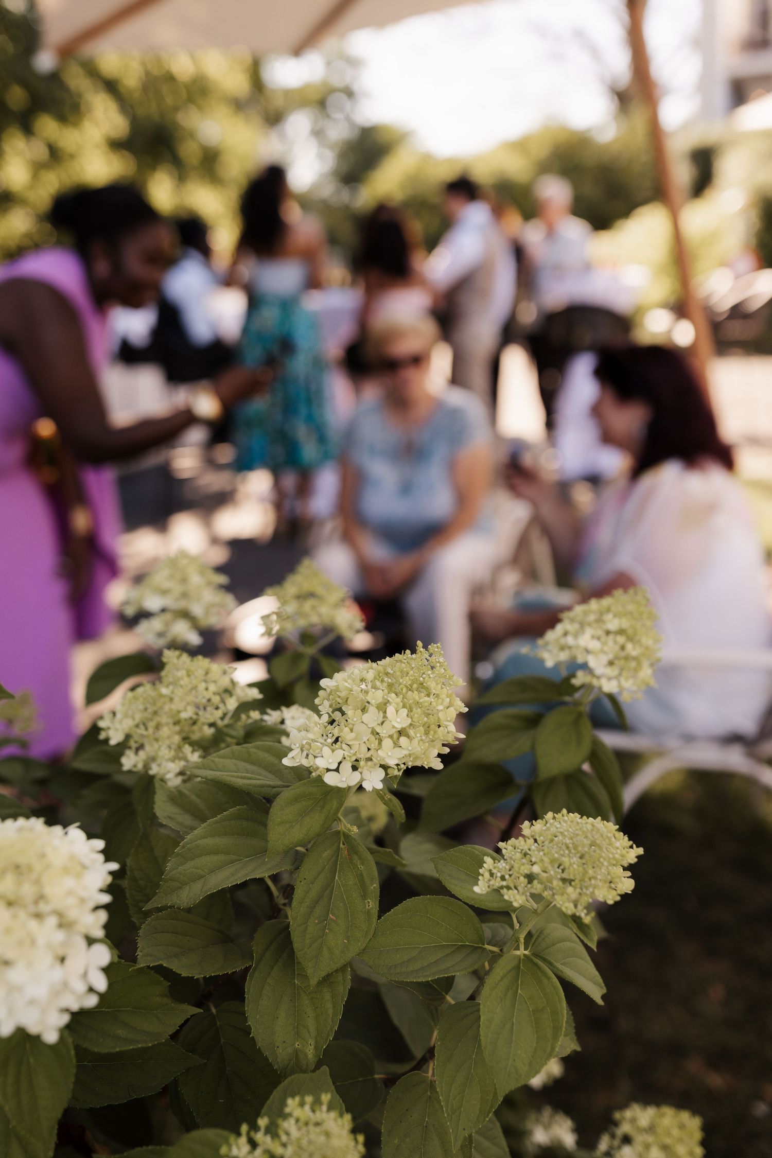 White hydrangea flowers in sharp focus with blurred wedding guests socializing in sunny outdoor background.