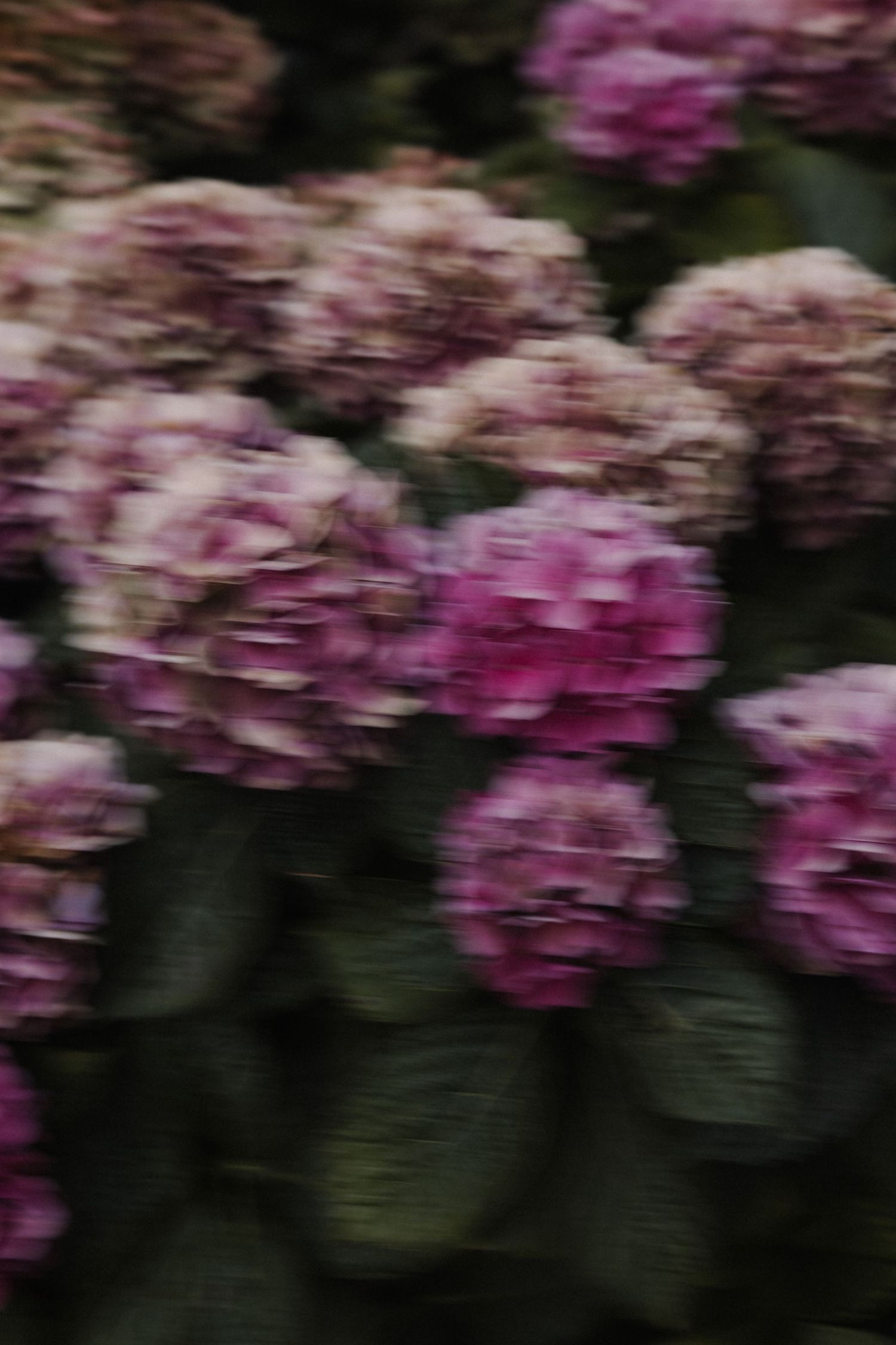 Blurry close-up of vibrant pink hydrangea flowers with lush green leaves in a garden.