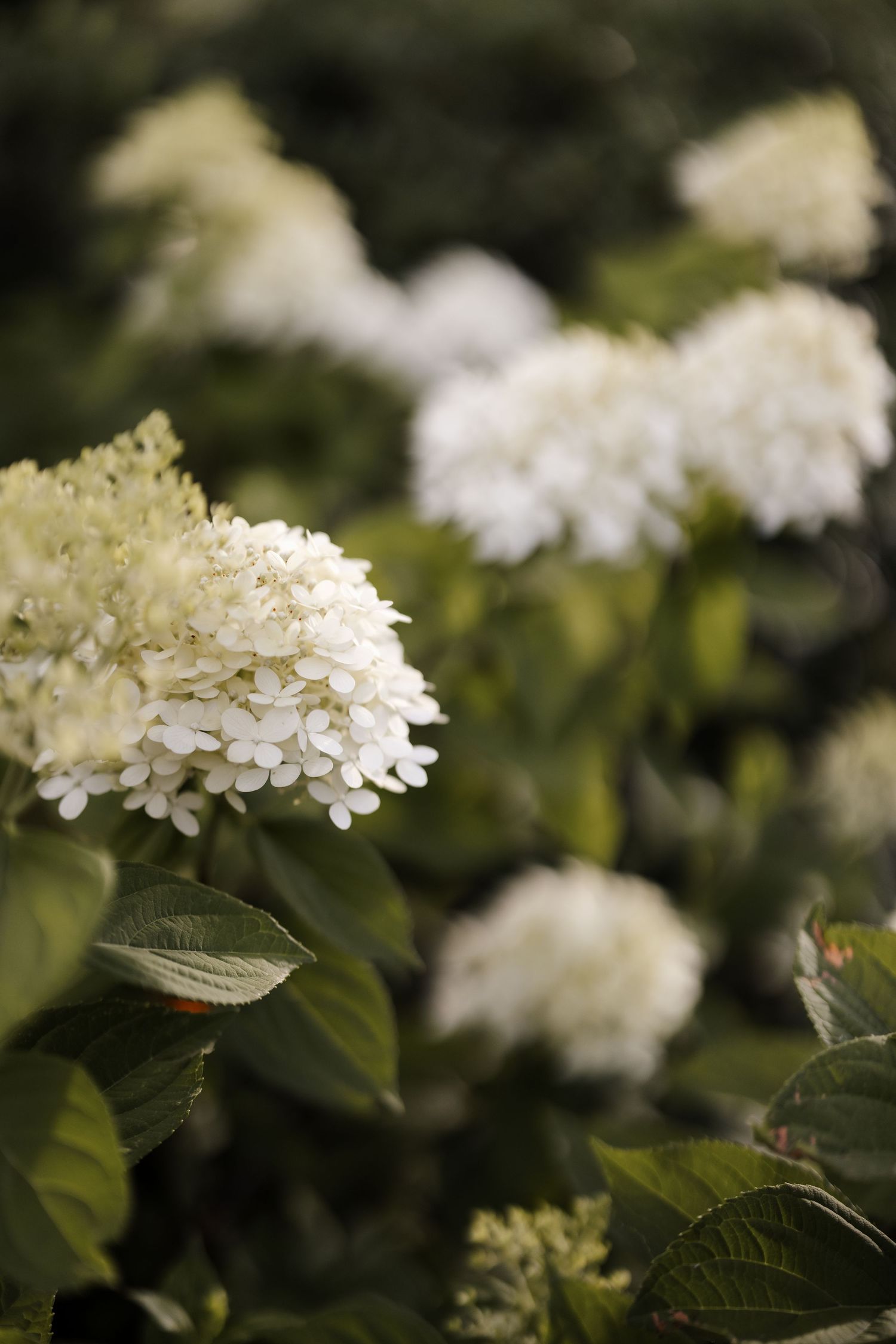 Close-up of blooming white hydrangea flowers with dark green leaves in garden setting.
