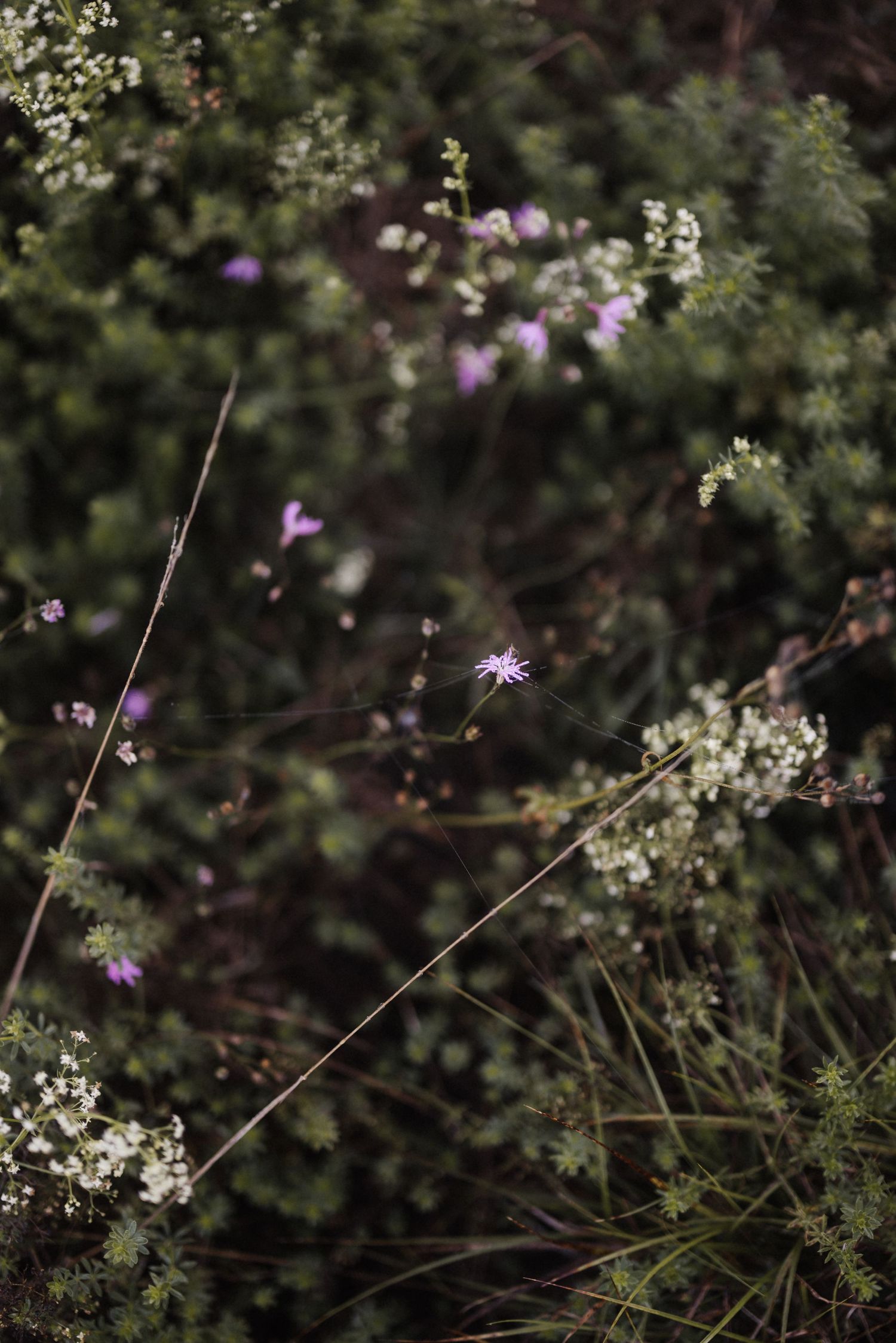 Delicate purple and white wildflowers bloom among lush green foliage in a natural garden setting.