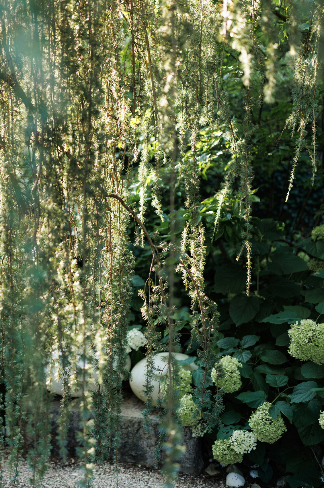 Lush green garden with cascading weeping branches and white hydrangea blooms in dappled sunlight.