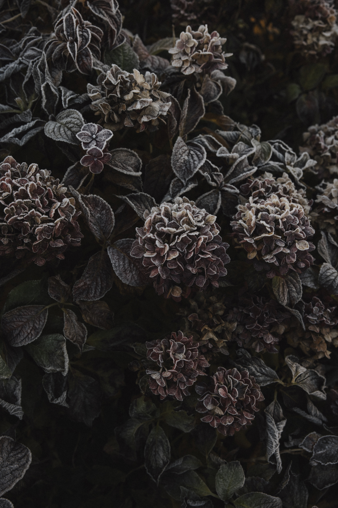 Dark moody close-up of frost-covered hydrangea flowers and leaves in winter garden.