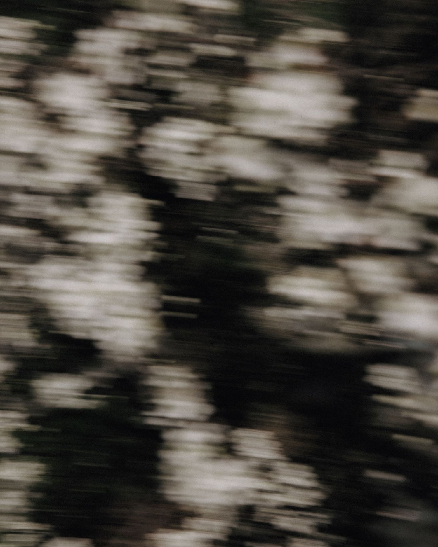Abstract motion-blurred photograph of white blossoms and dark foliage creating a painterly texture effect.