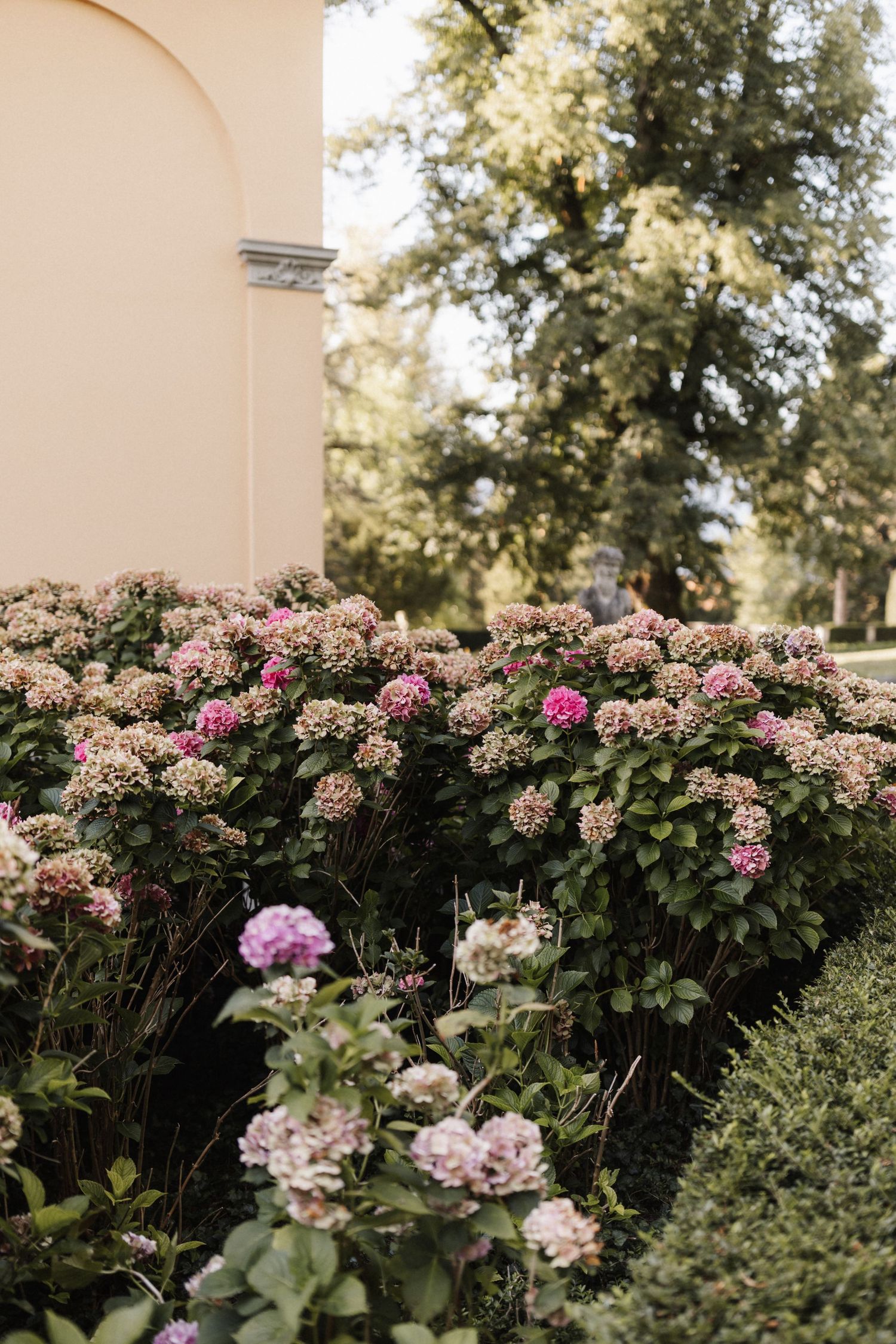 Large pink hydrangea bushes blooming beside a classical building with arched windows and tall trees.