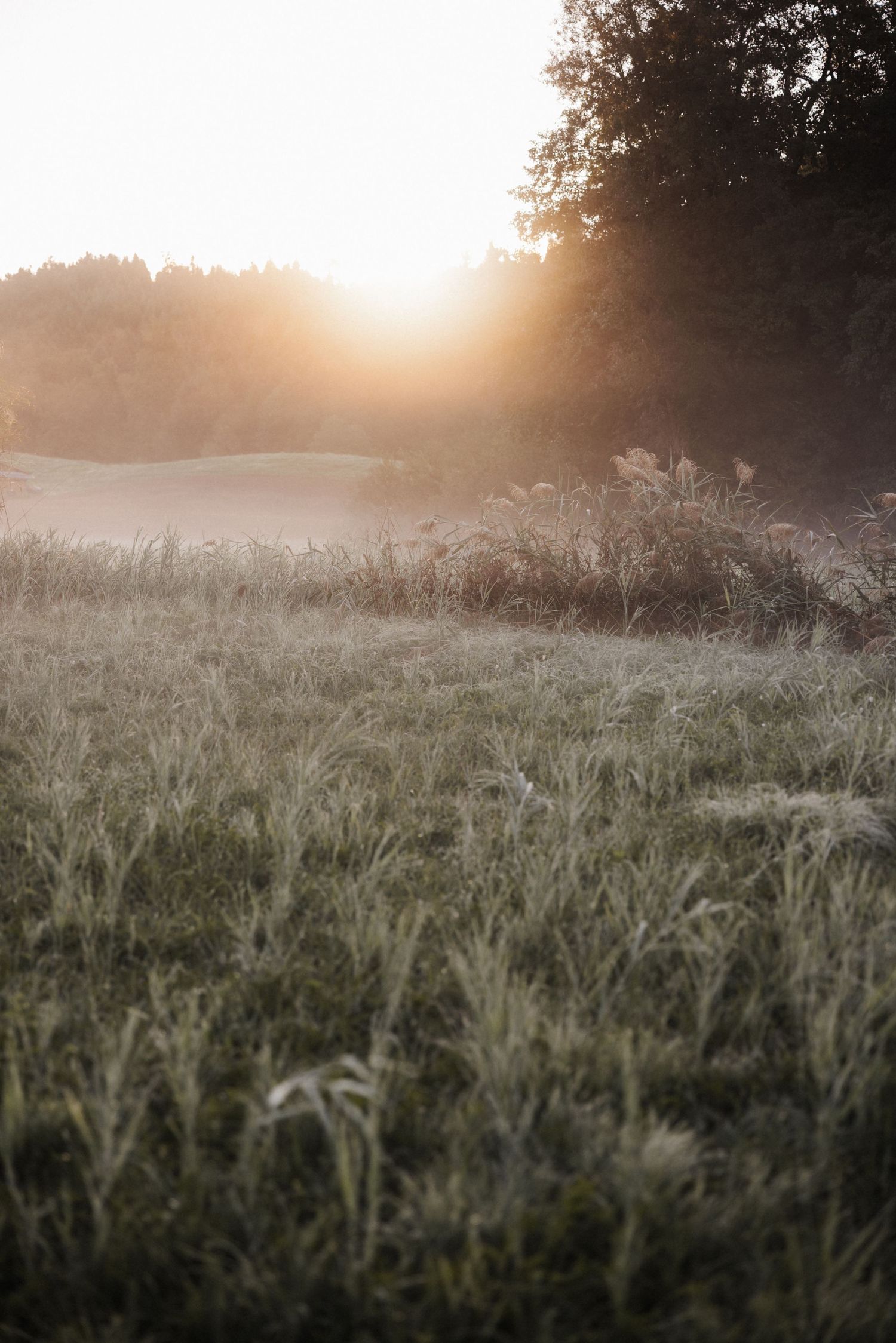 Golden sunrise light illuminating a misty meadow with tall grass and trees in a serene morning landscape.