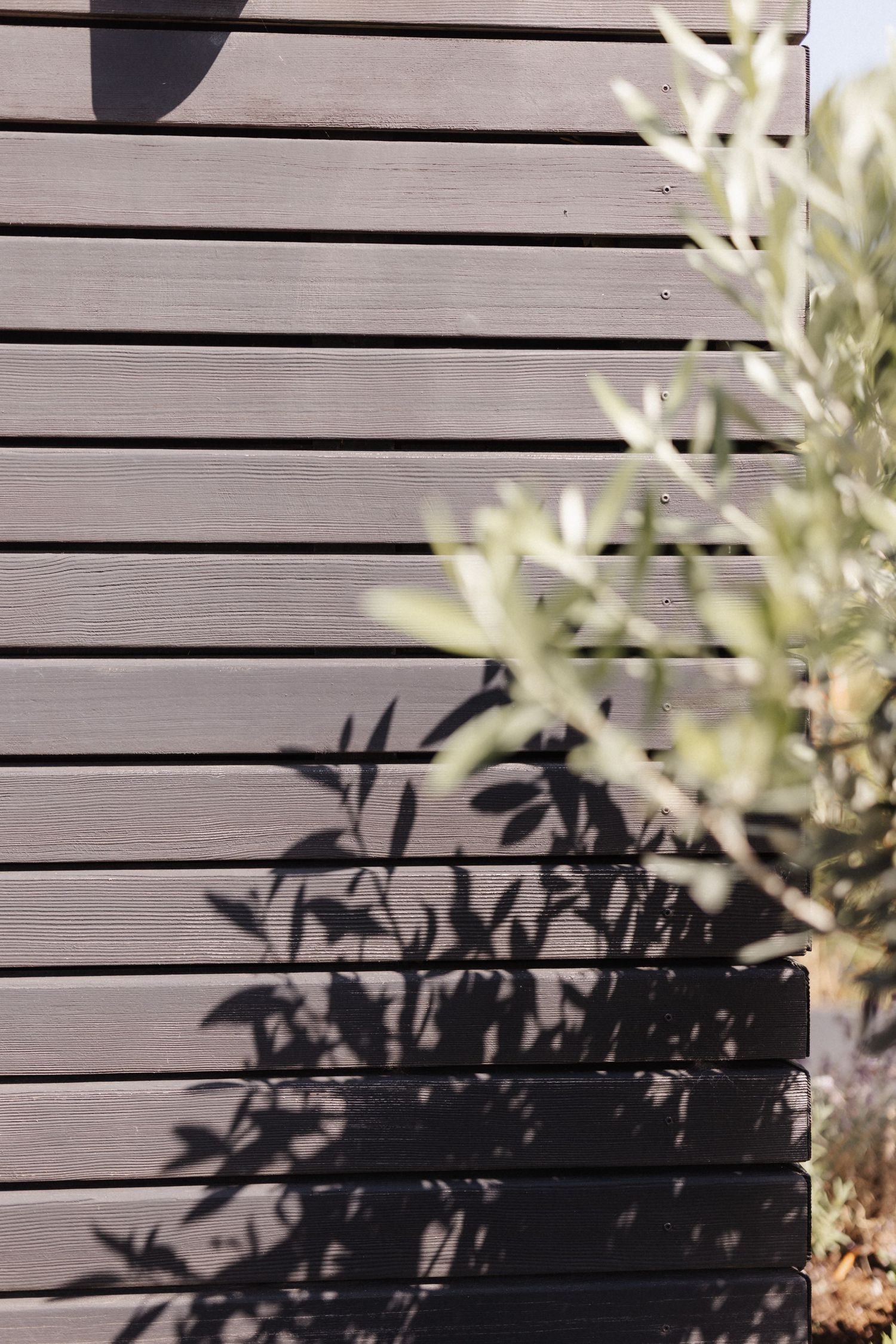 Shadow of olive tree branches cast on dark gray horizontal wooden wall panels.