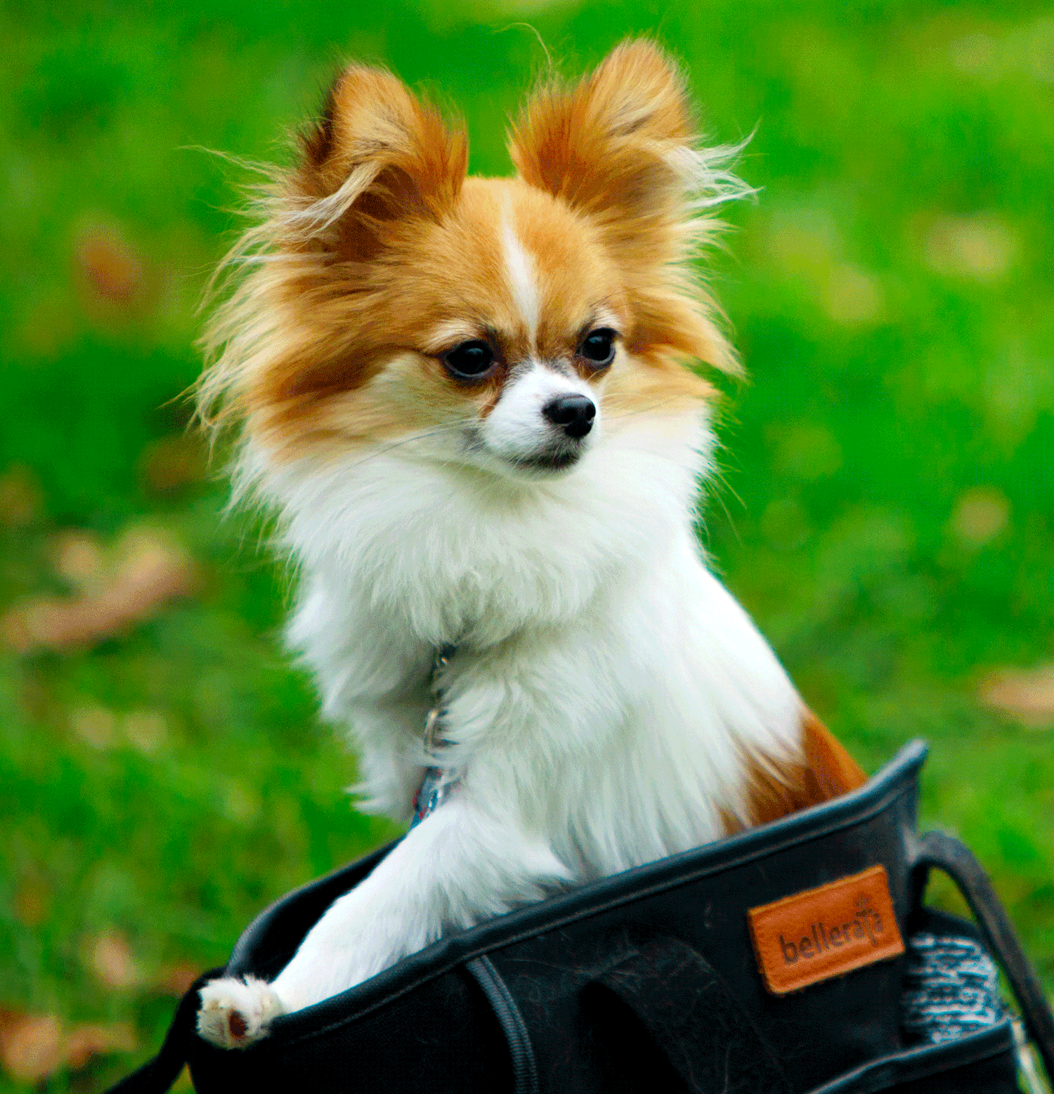 A fluffy Papillon dog sits in a black bag on a vibrant green grass background.